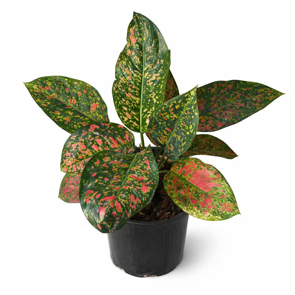  INDOOR AIR PURIFIERS  - Image 19