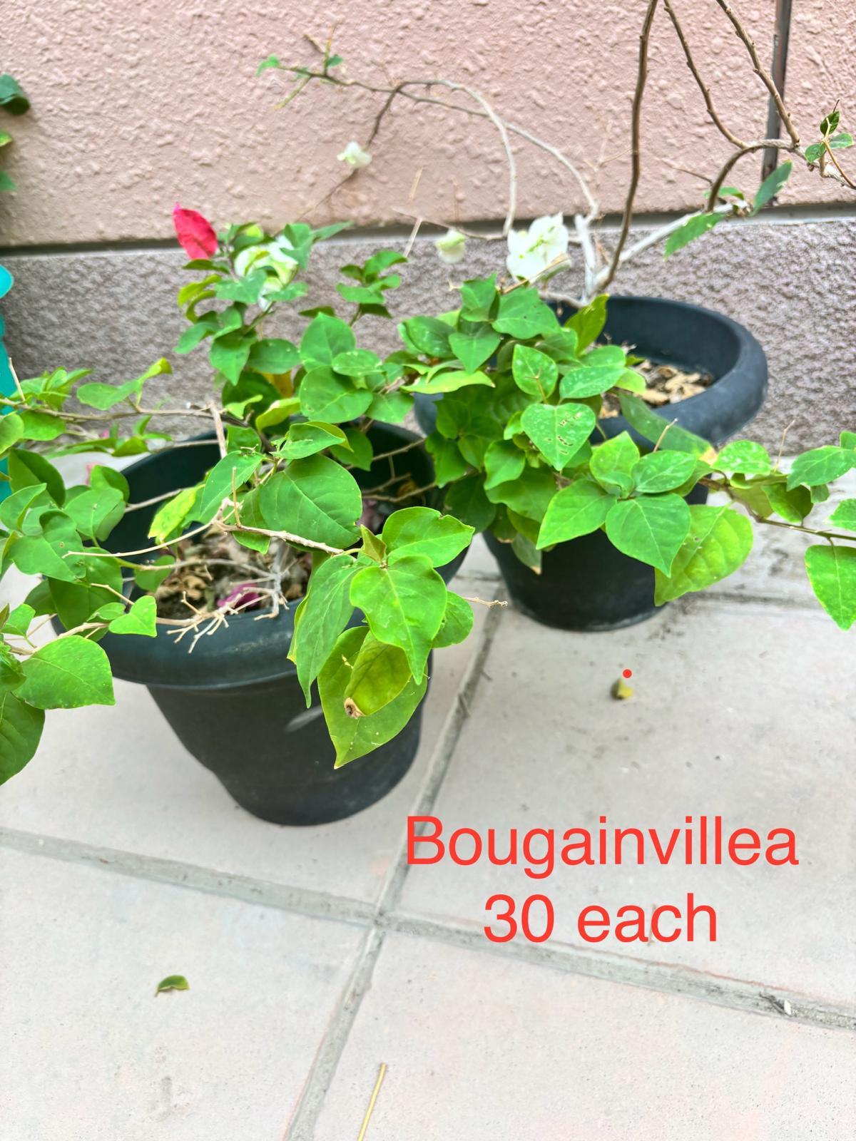 Bougainvillea for sale - Image 2
