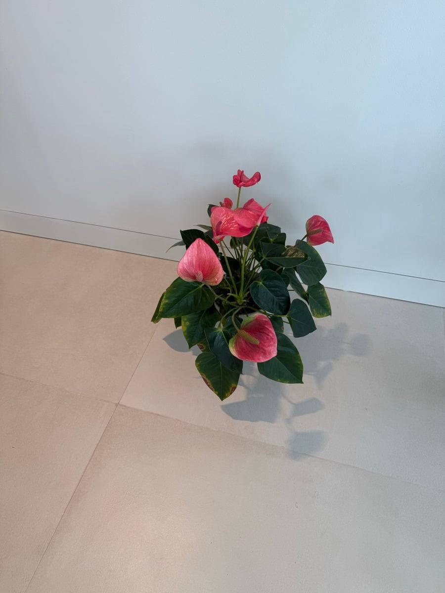 Anthuriums - Image 4