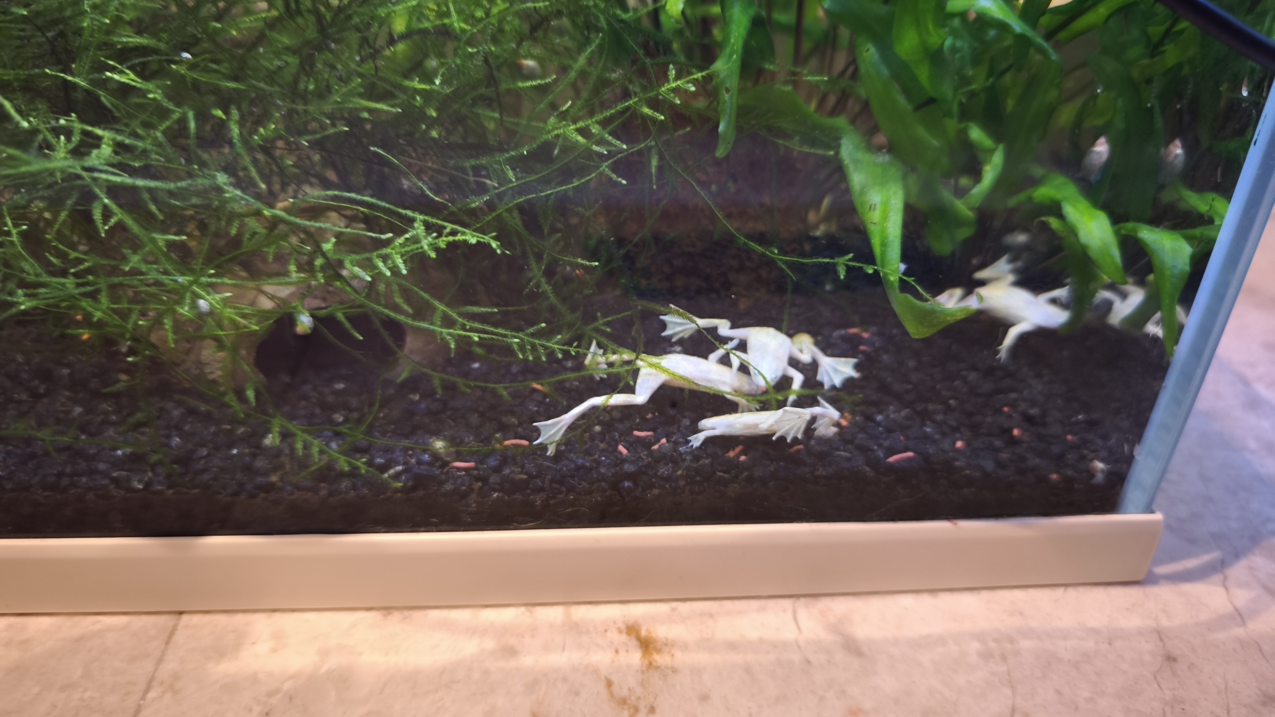Planted tank with dwarf african frogs and briselnose pleco - Image 1