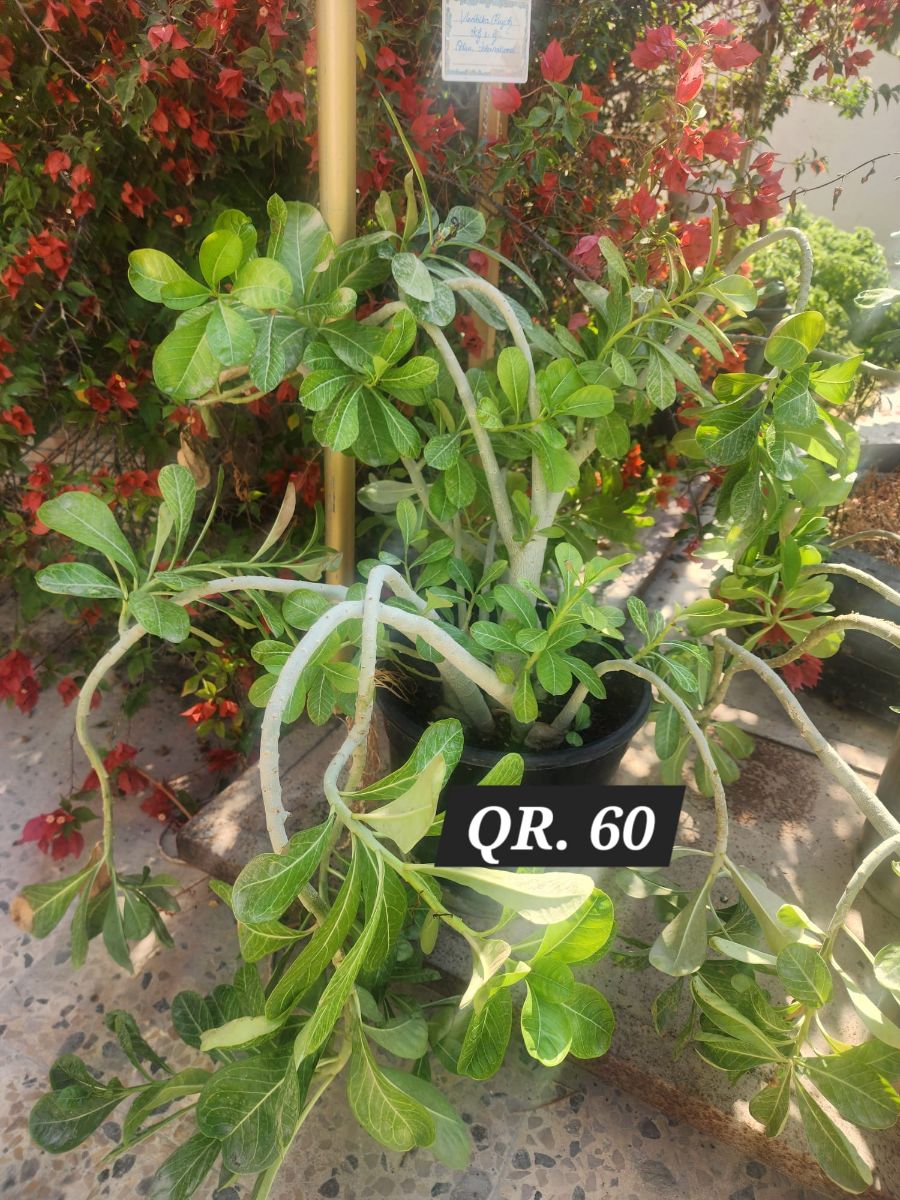 Plants for sale - Image 16