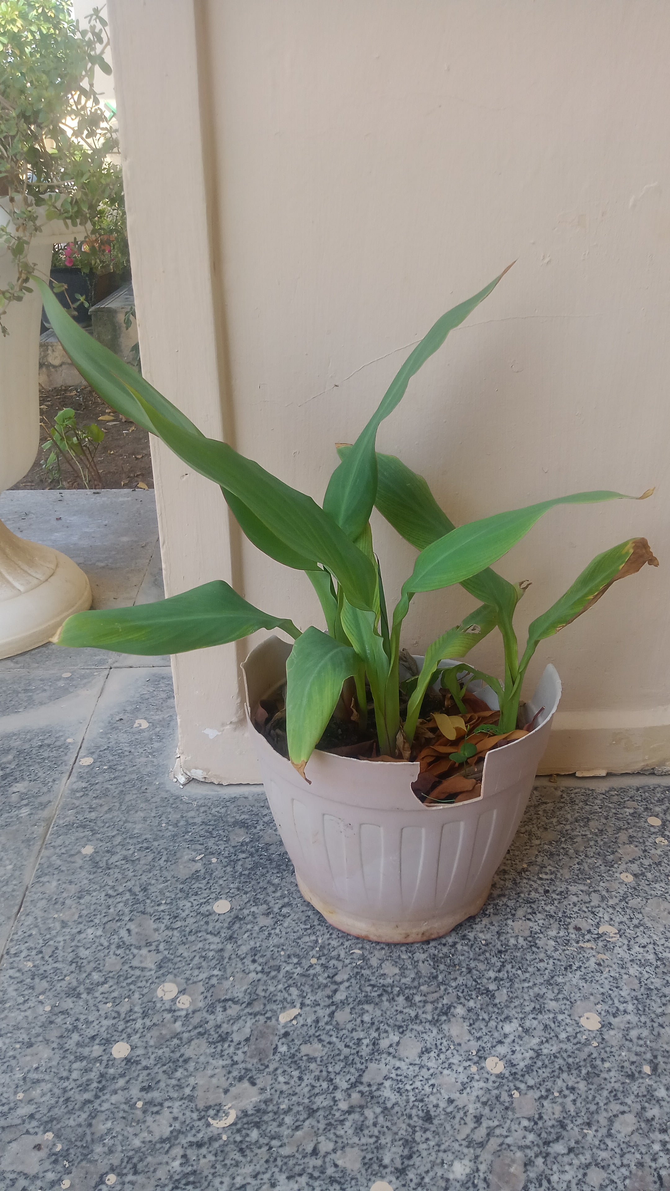 Banana Palm - Image 2