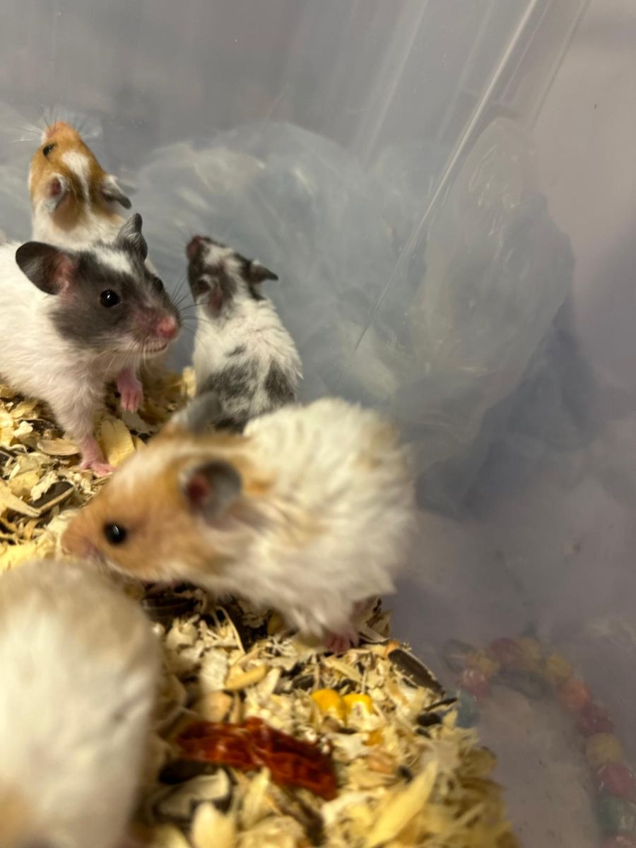 Hamster baby - Image 4