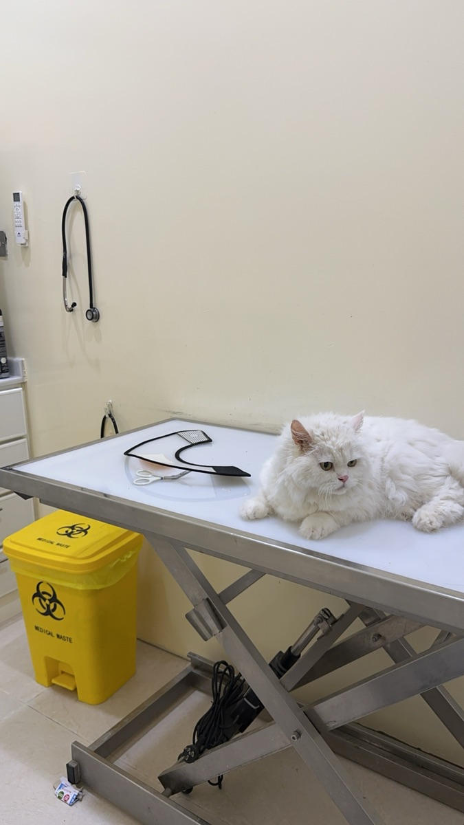 Persian cat - Image 5