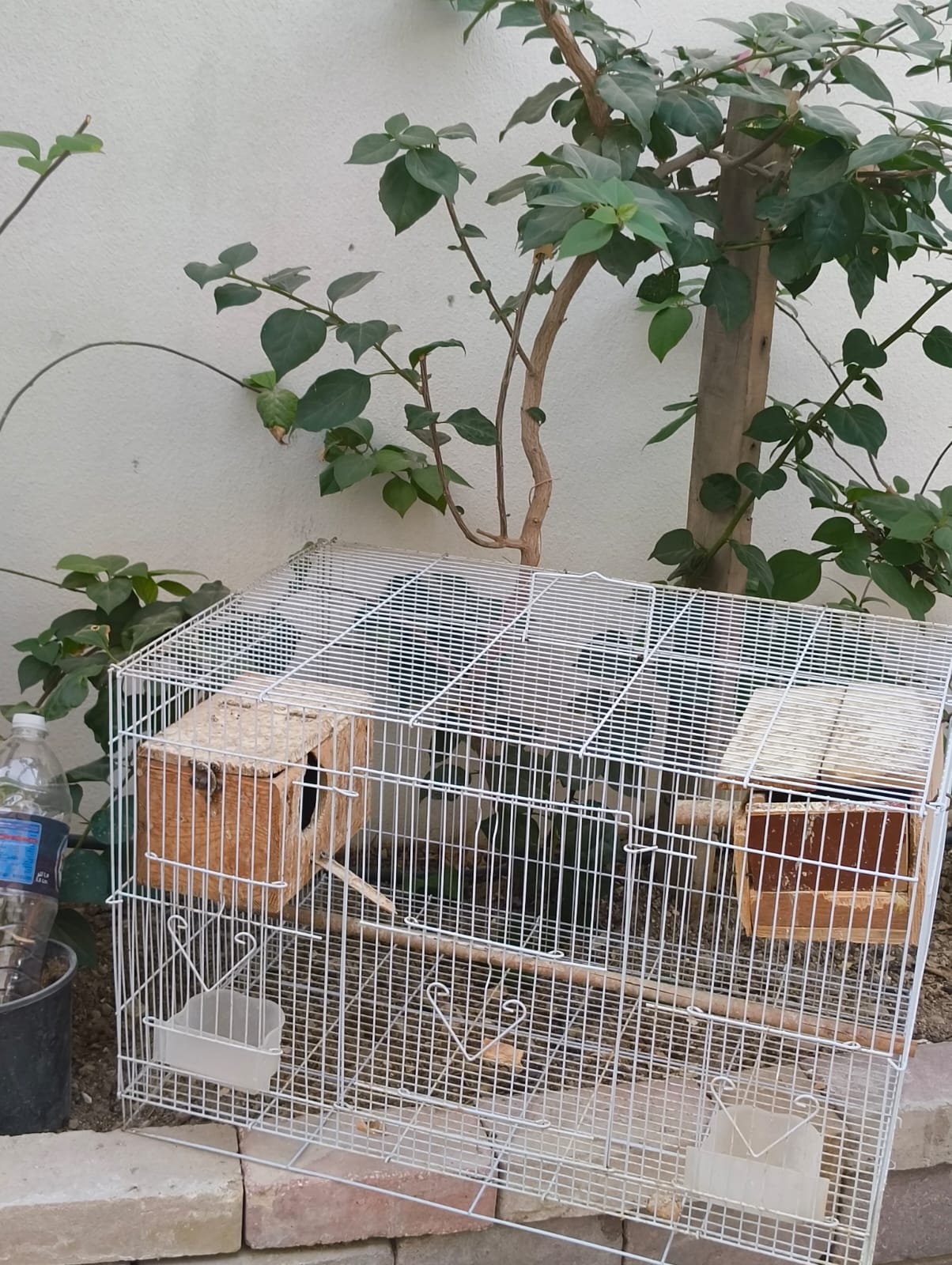 Big Birds Cage Available - Image 1