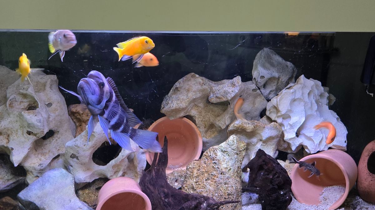 Free Aquarium Fish - Image 2