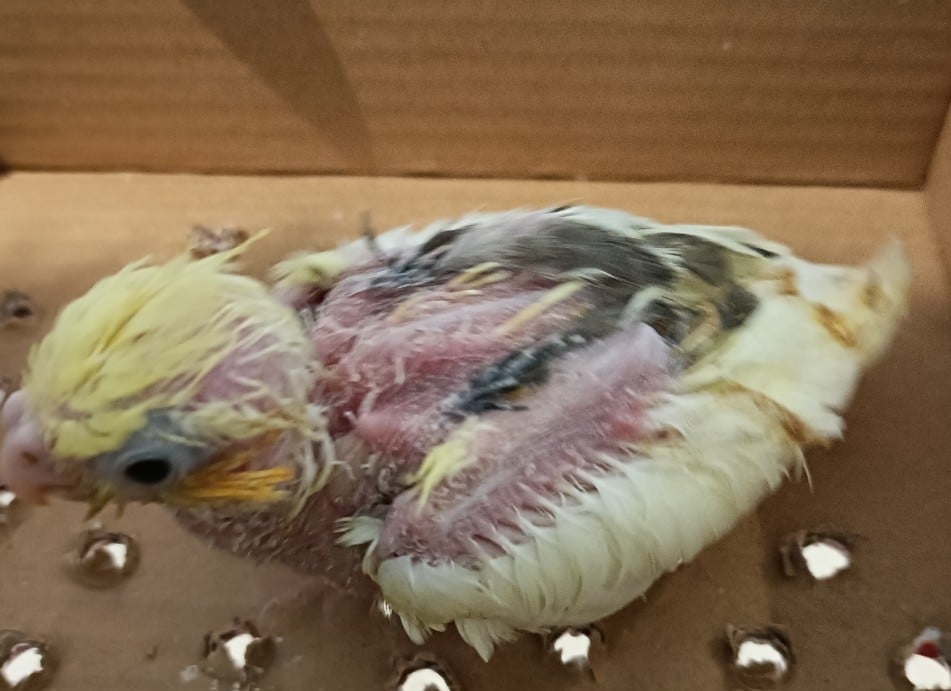 Cockatiel Chicks - Image 1