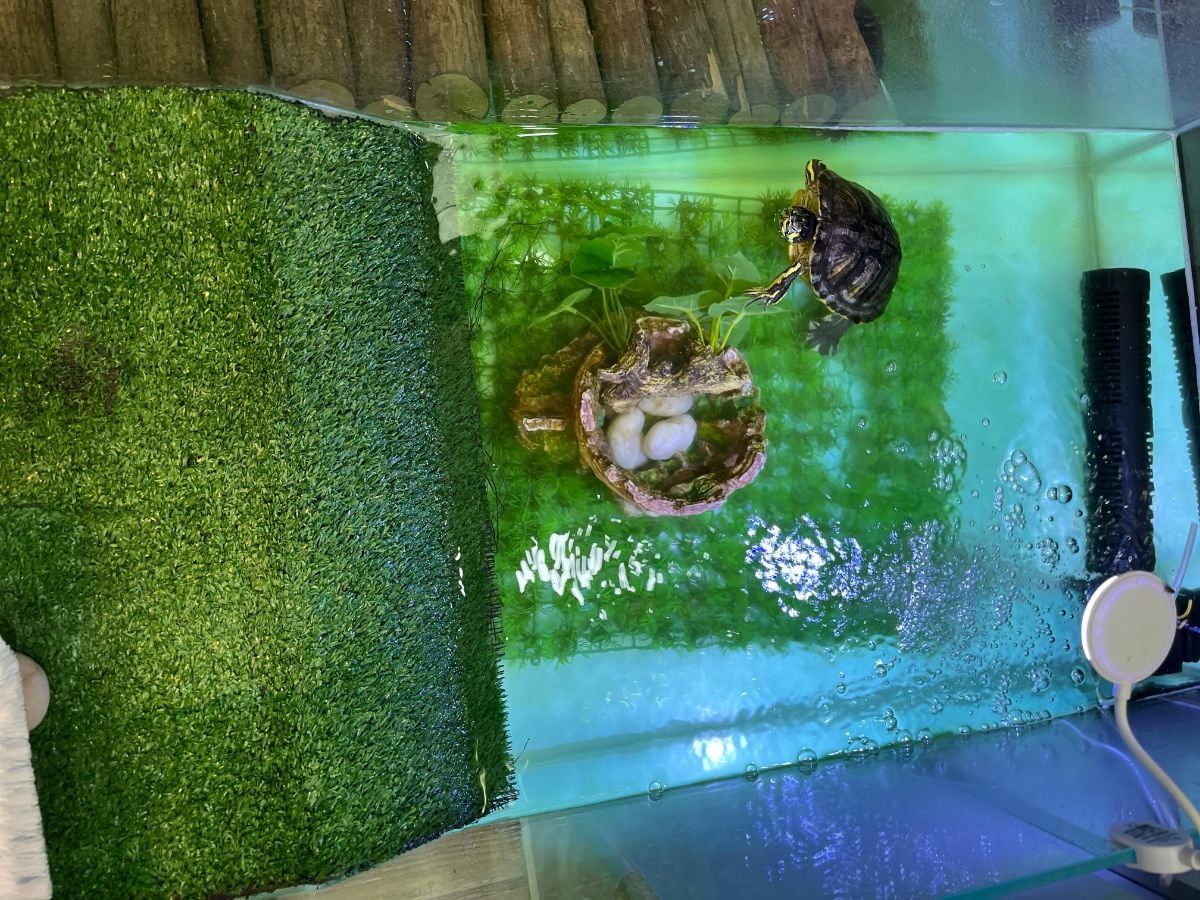 Freshwater Turtle - Image 4