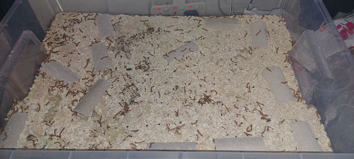 Mealworm farm - Image 5