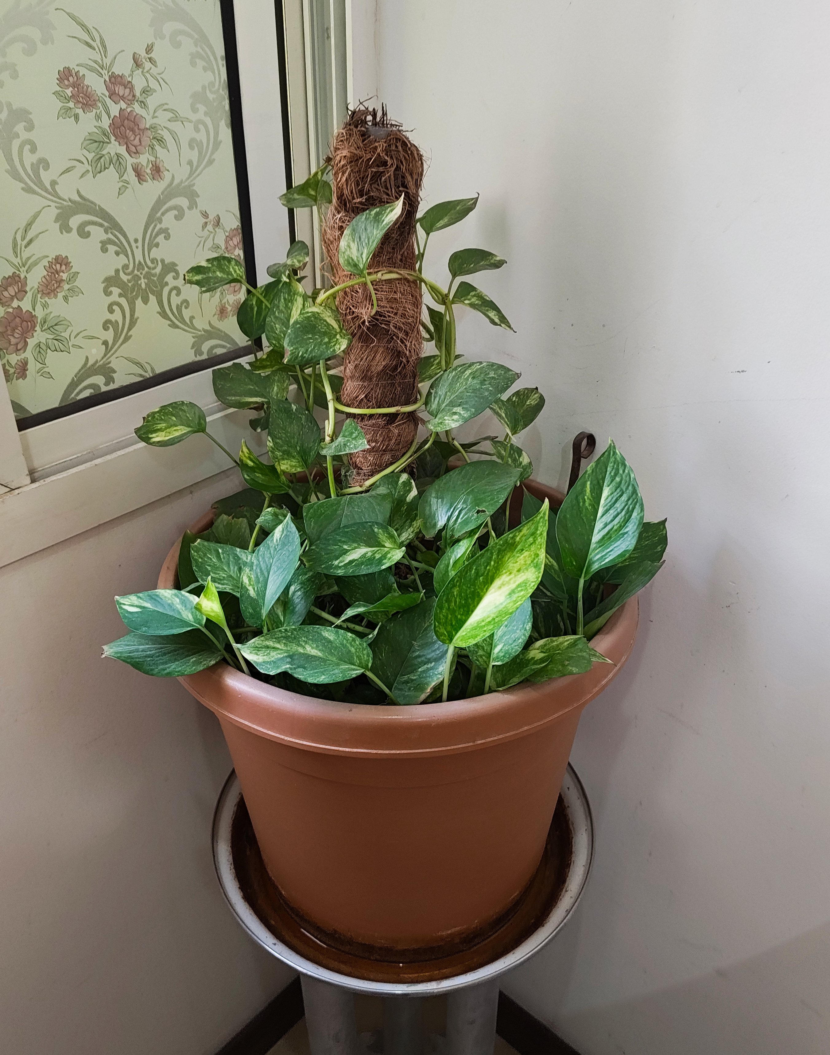 Money Plant (Large) - Image 2
