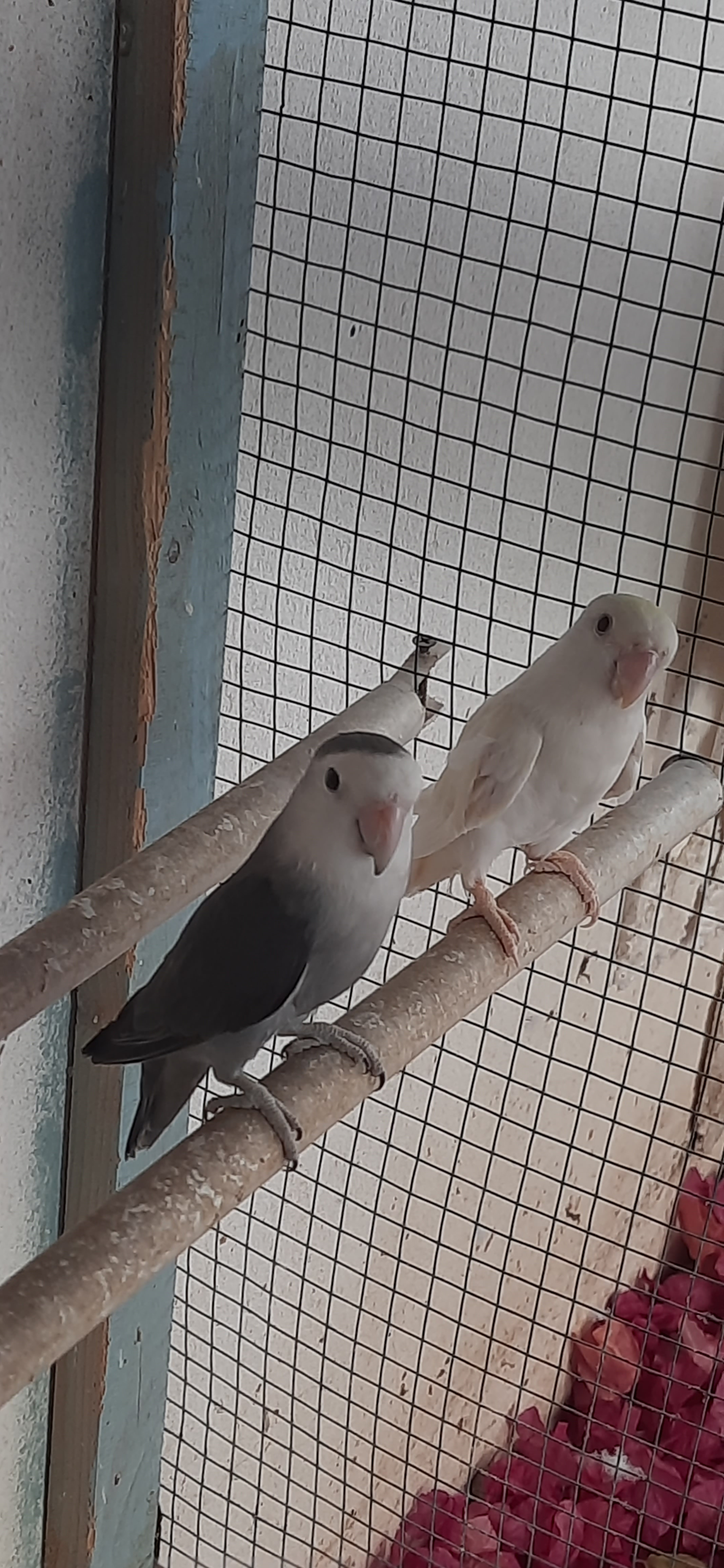 White Color OPALINE FISCHER LOVE BIRD AVAILABLE  - Image 3