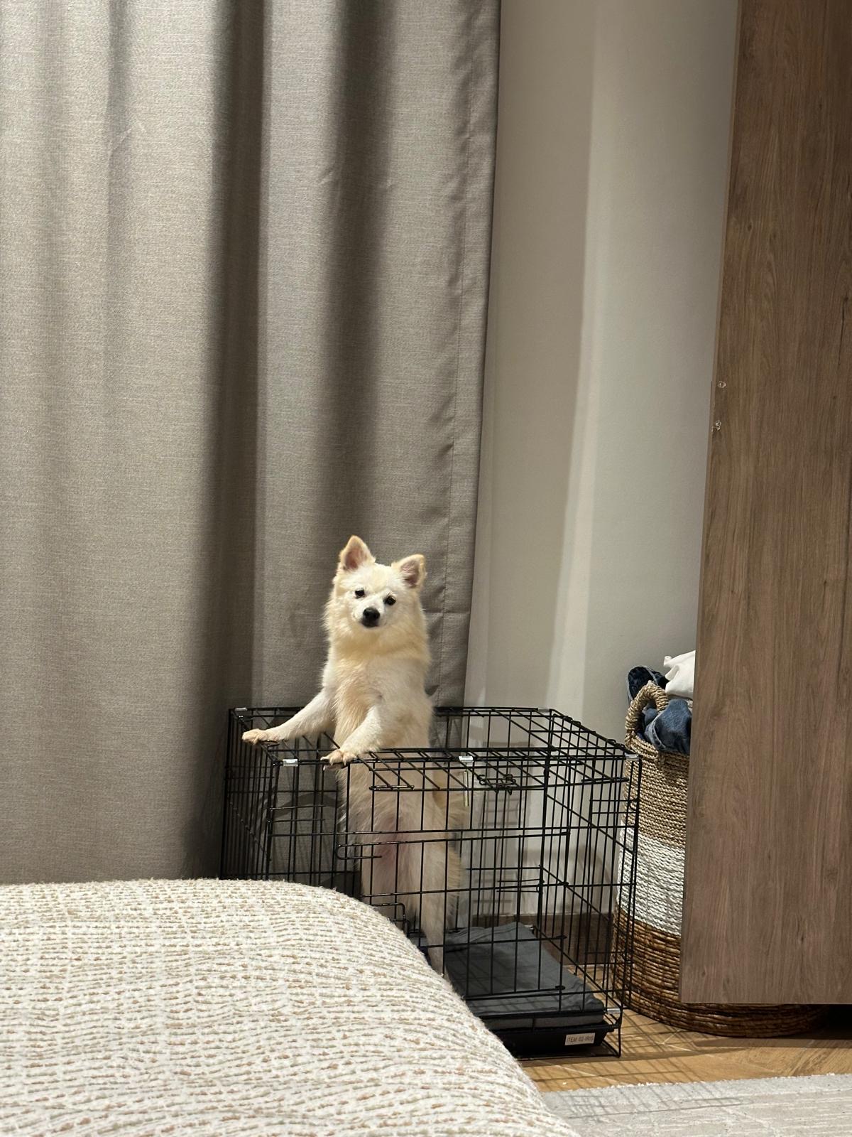 6 month female Pomeranian  - Image 4