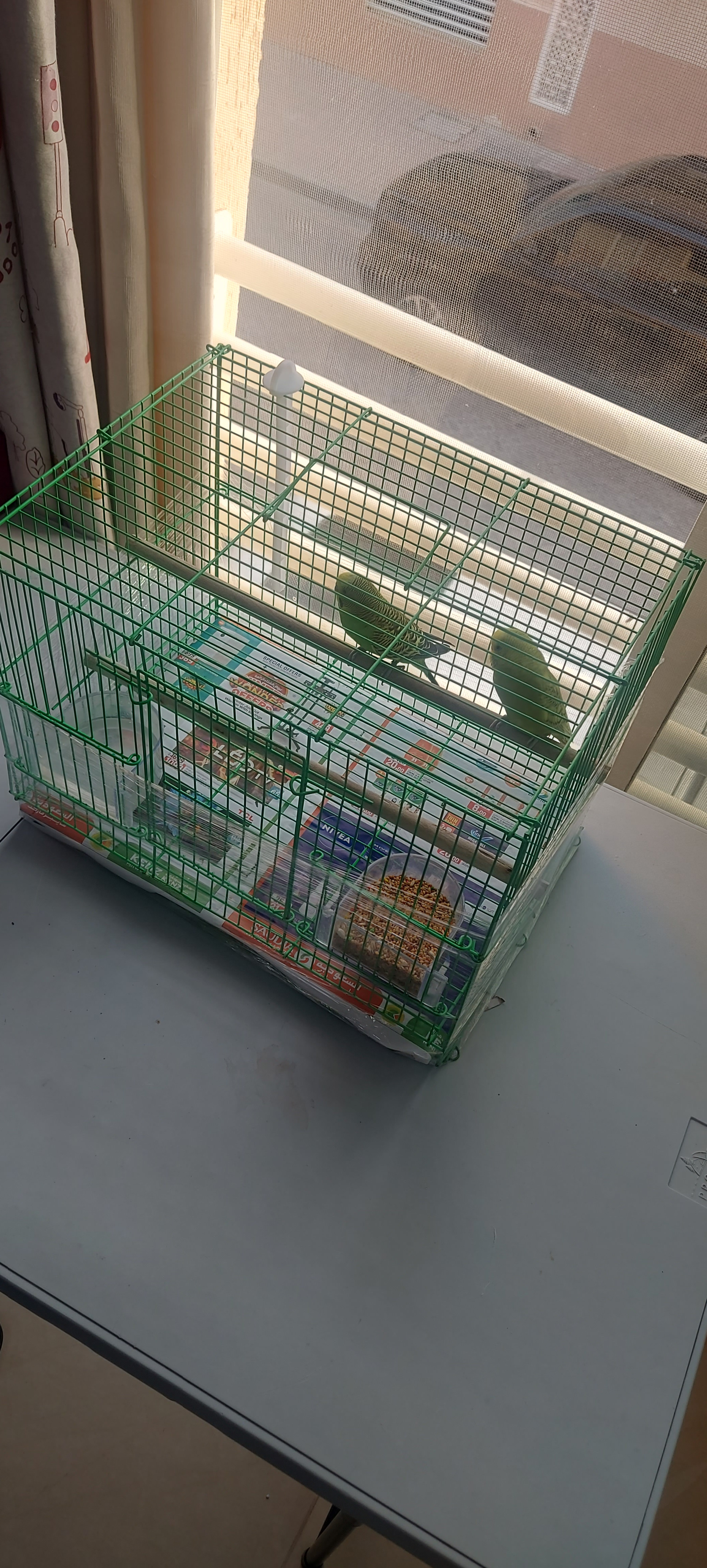 budgie birds 2 pair With Cage - Image 2
