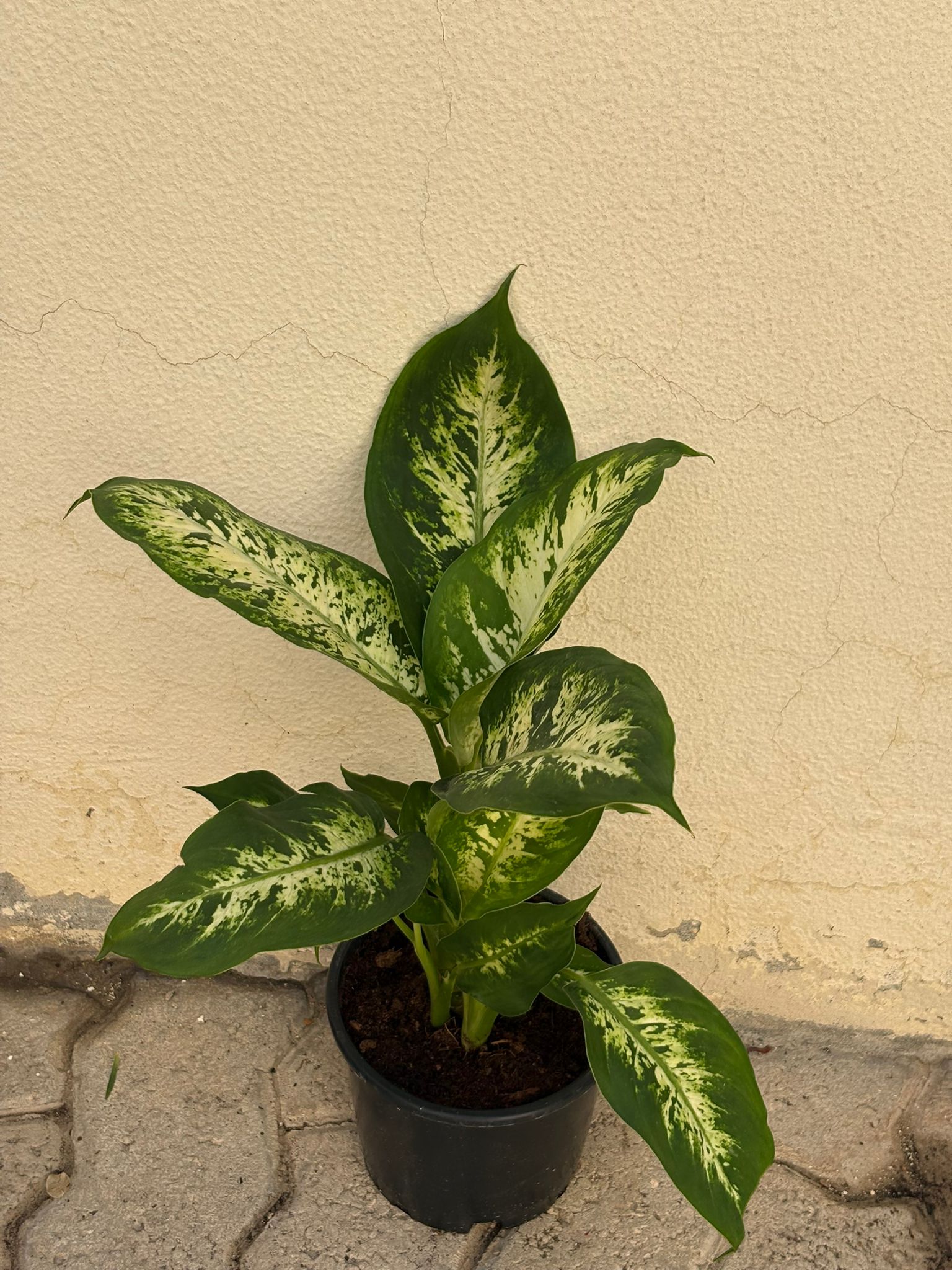  INDOOR AIR PURIFIERS  - Image 13