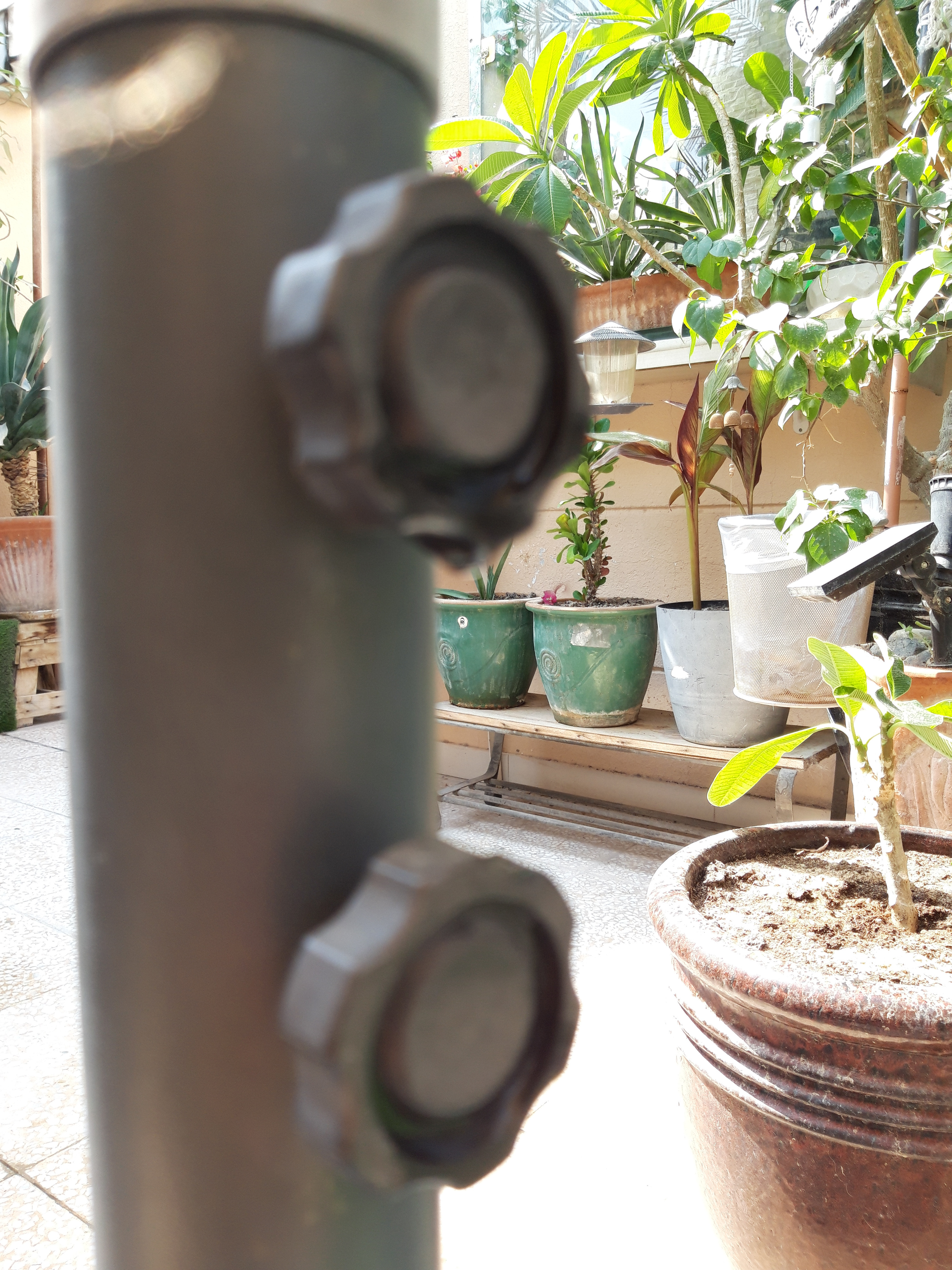 Garden amprela  - Image 7