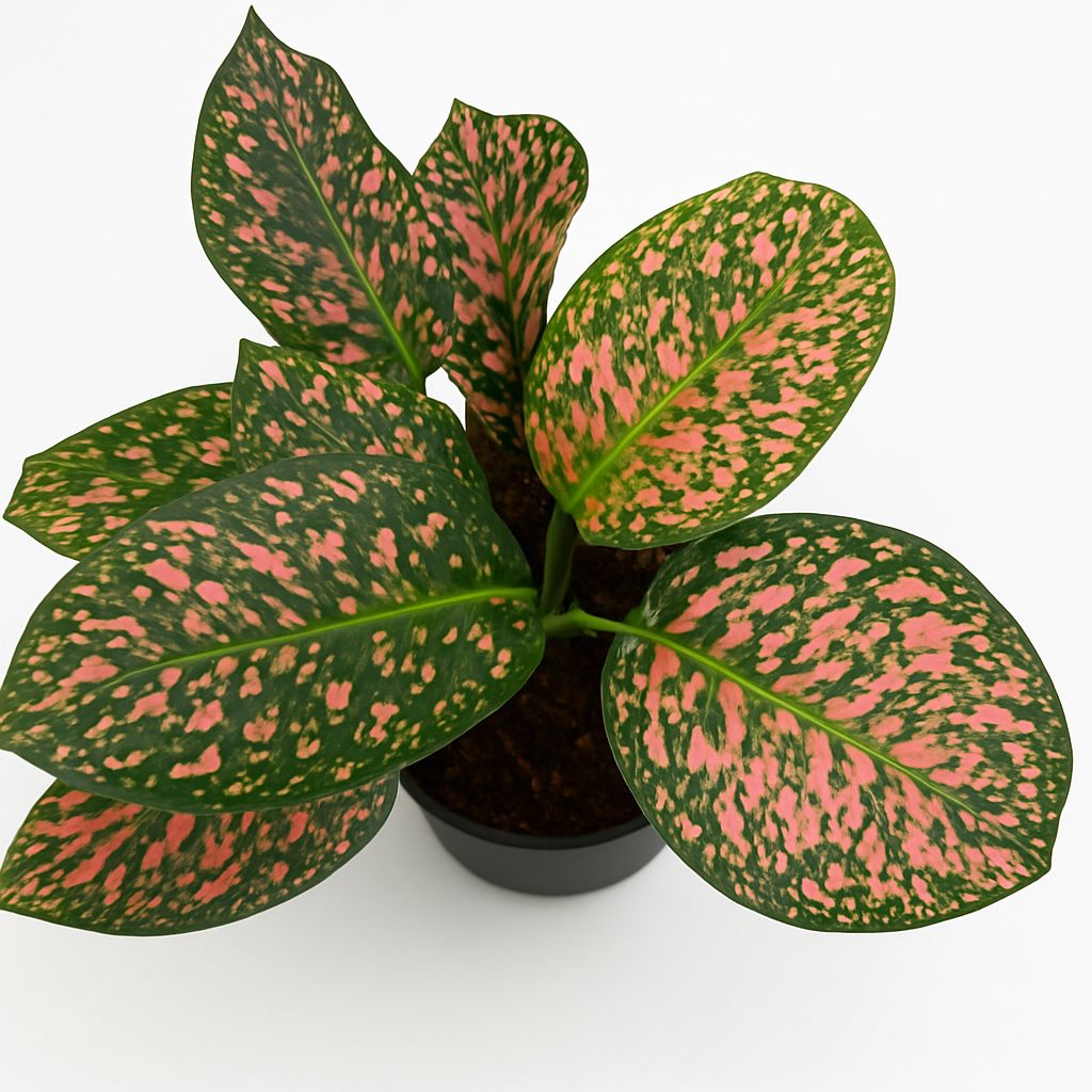  INDOOR AIR PURIFIERS  - Image 15