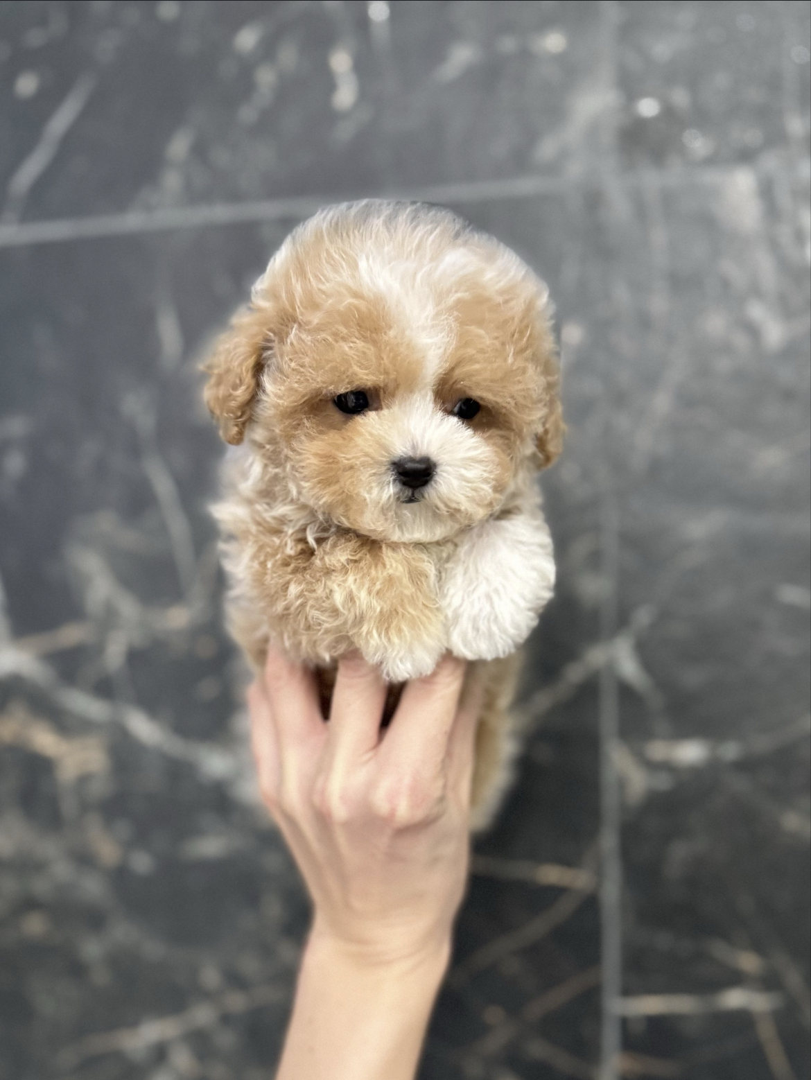 Mini maltipoo F1 dog - Image 2