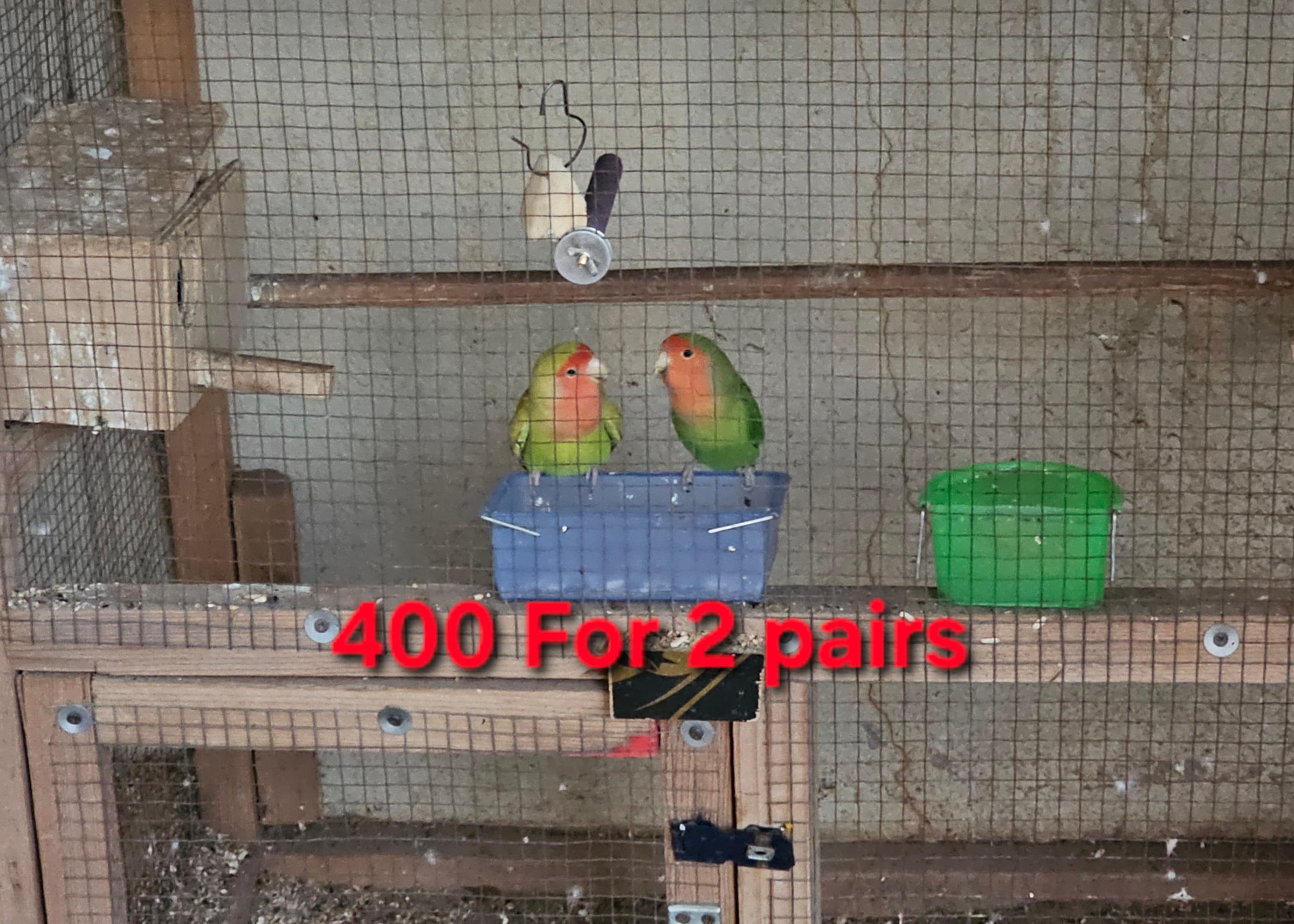 Love birds and Cocktail Pairs for Sale - Image 2
