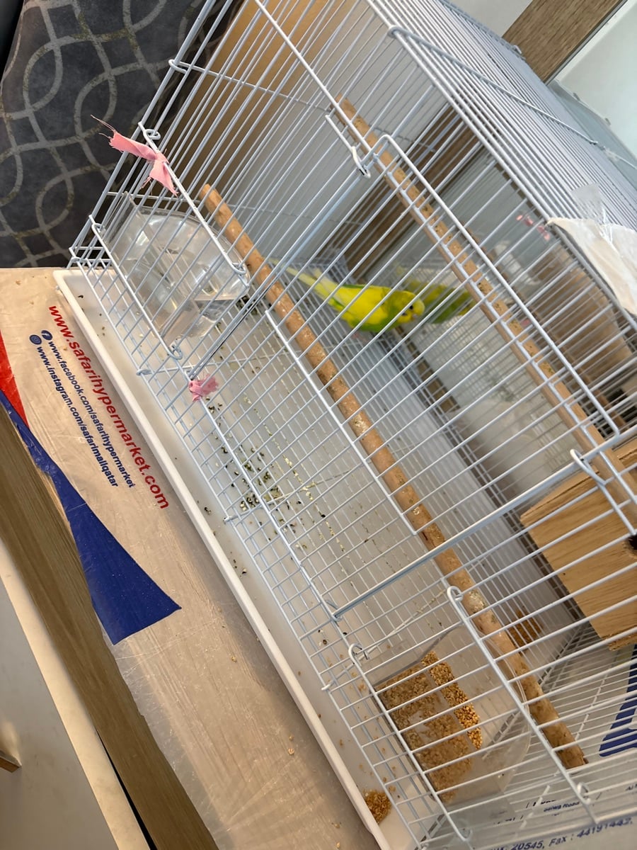 Australian Parrot (Bajri) - Image 2