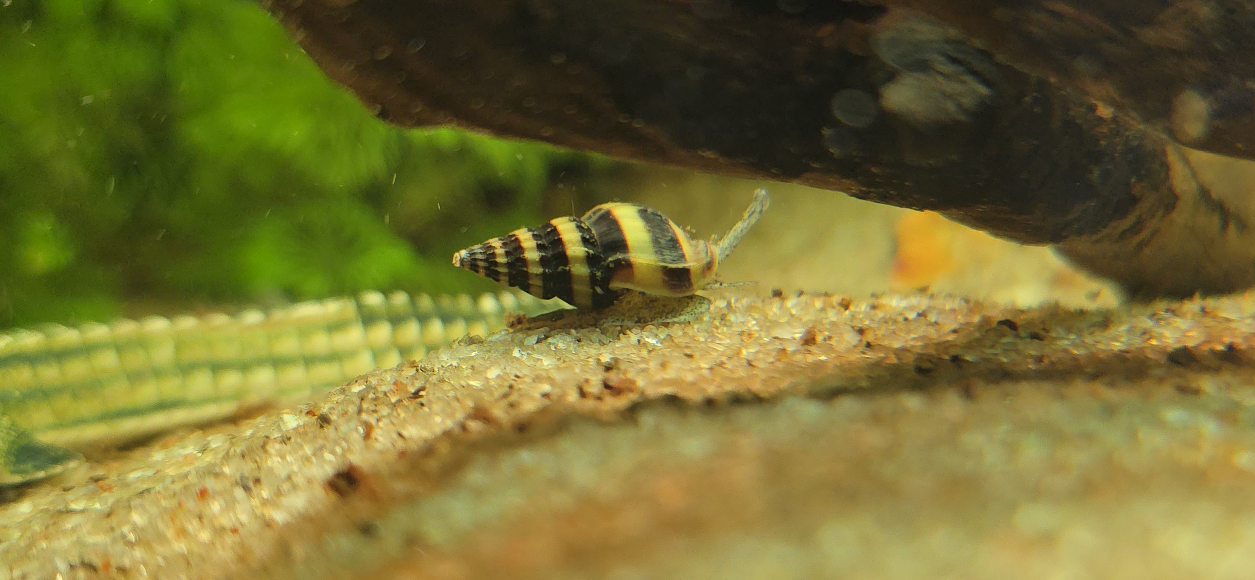 Assasin snail for Aquarium / Fish tank  - Image 4