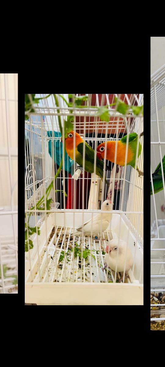 African love birds - Image 3