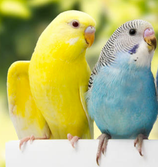 Cute innocent Budgies couple - Image 3