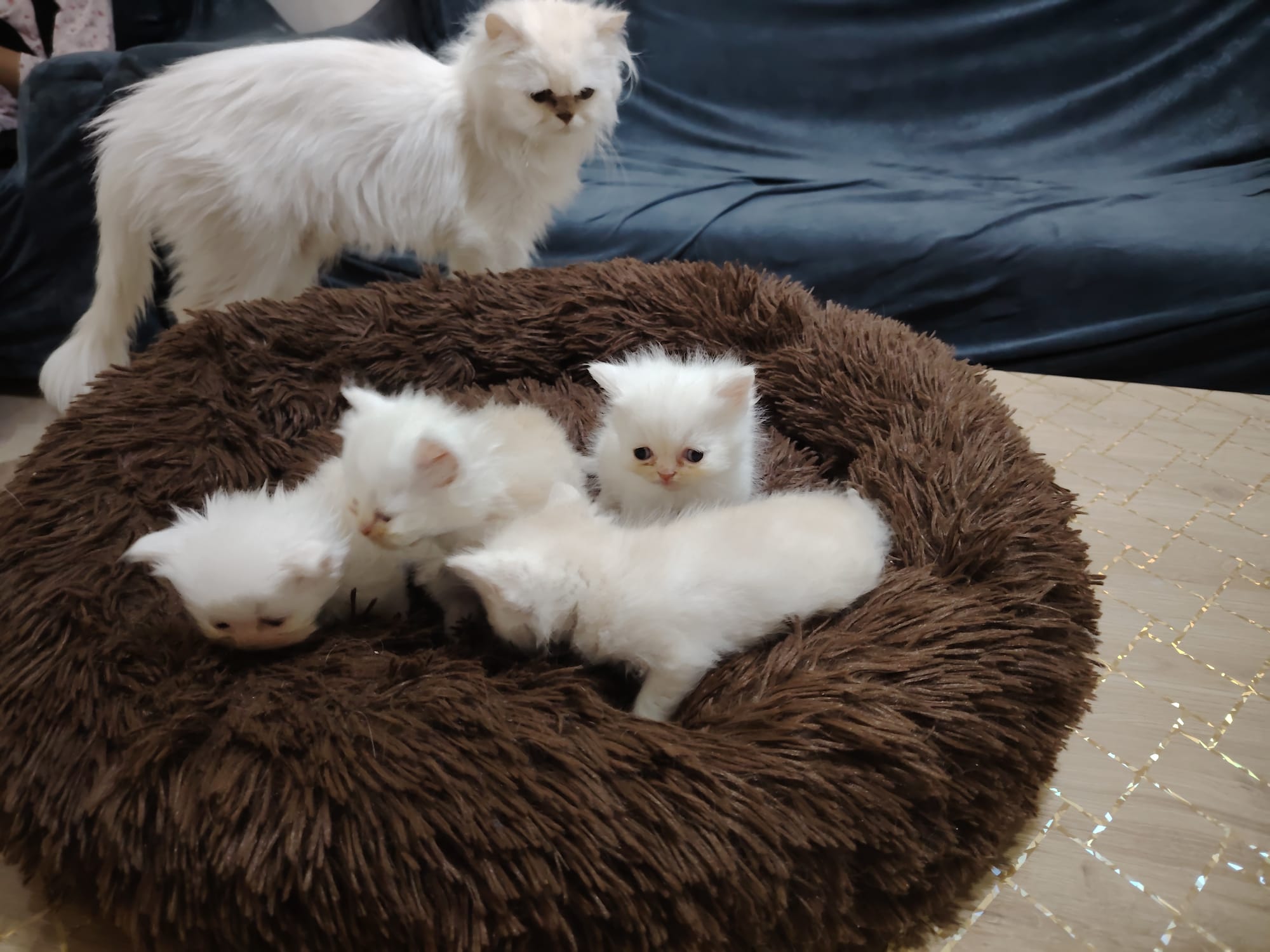 4 kittens with Mother  - Image 3