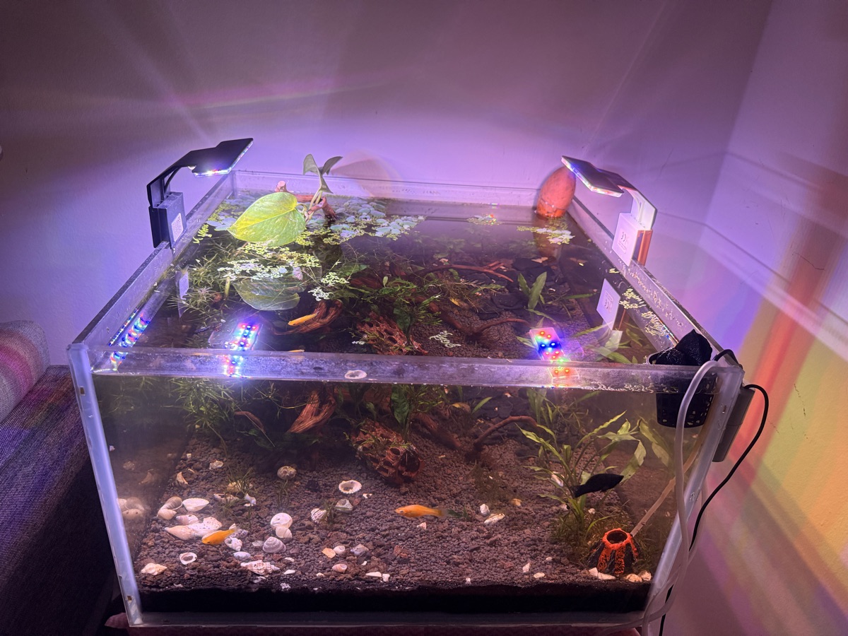 Aquarium Jungle theme - Image 4
