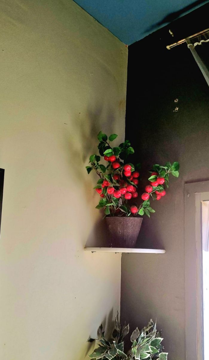 2x cherry plant for decor - Image 1