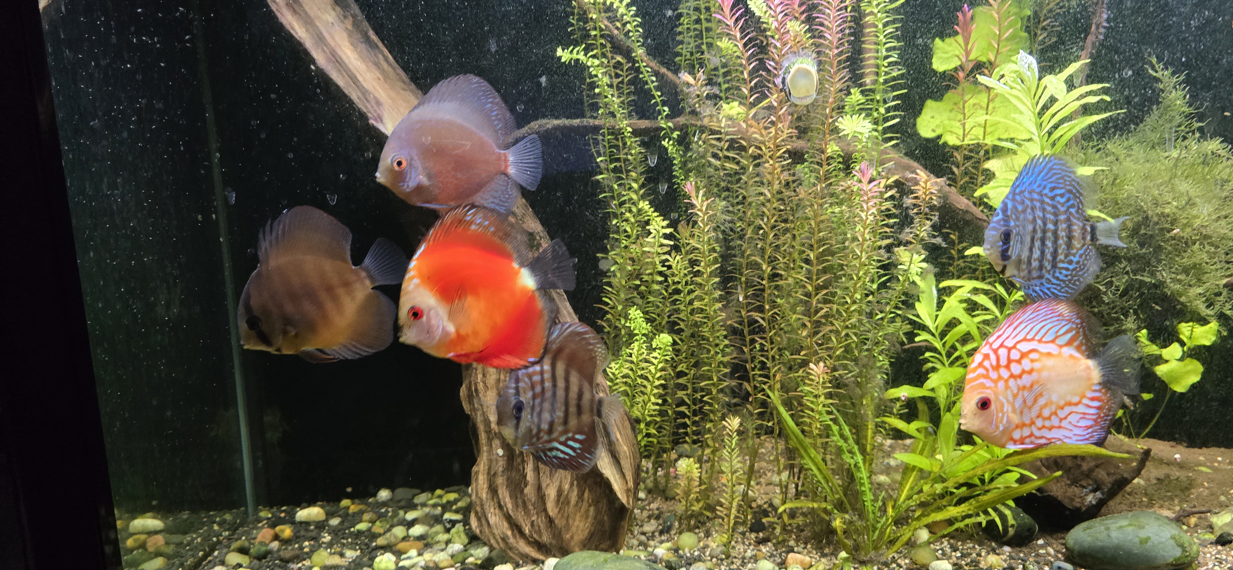 Discus fish for aquarium - Image 1