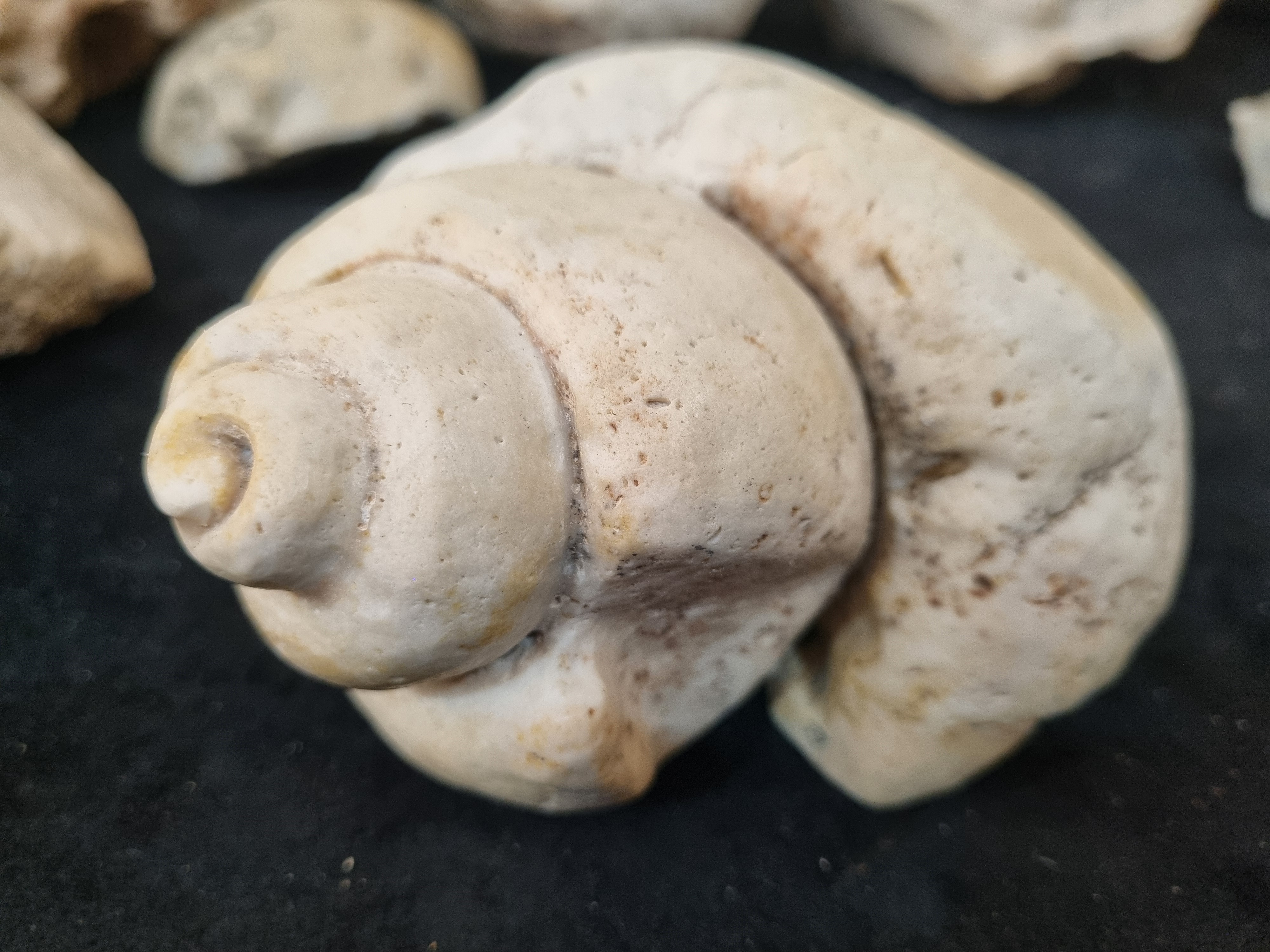 Gastropod Fossil  - Image 8