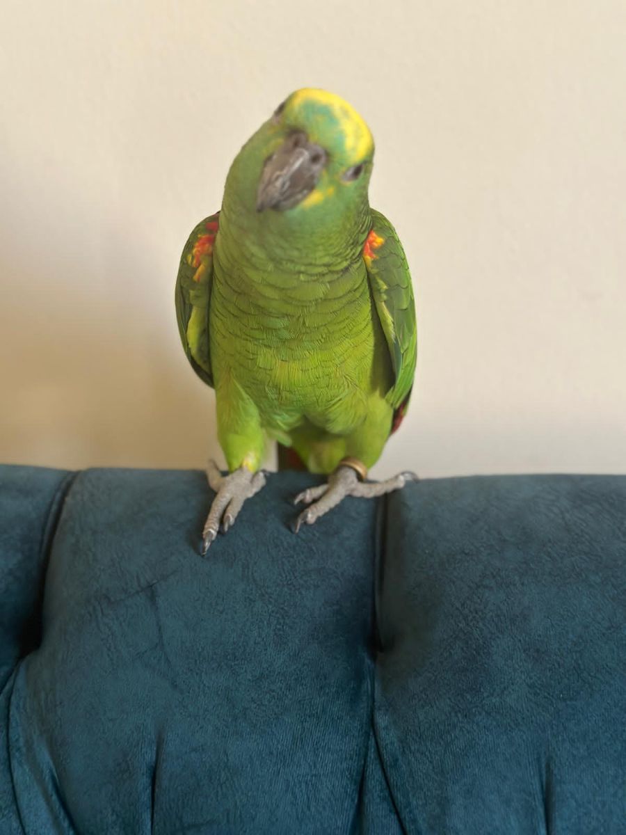 Amazon bird  yellow front - Image 3