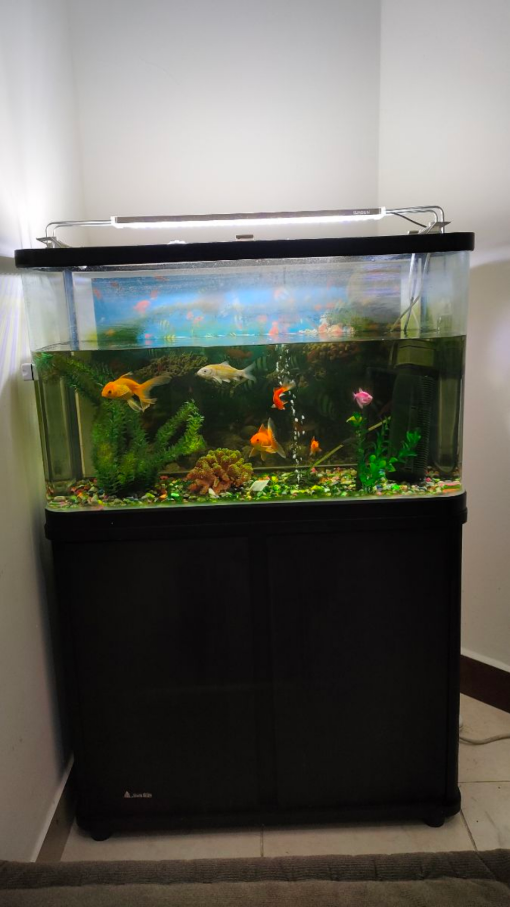Aquarium - Image 2