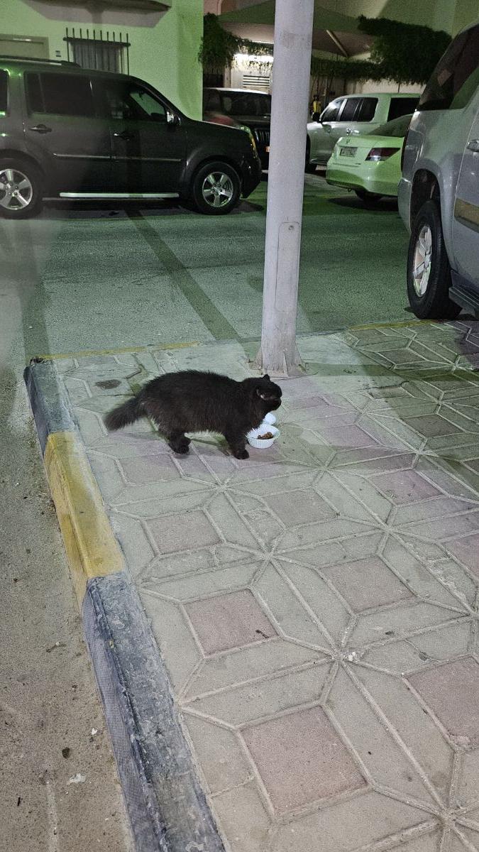 Cat , Black beautiful and fluffy - Image 6