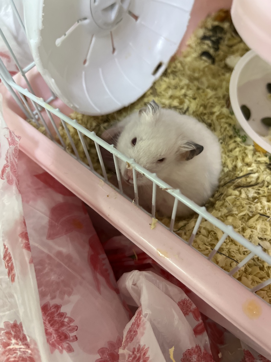 Male hamster - Image 2