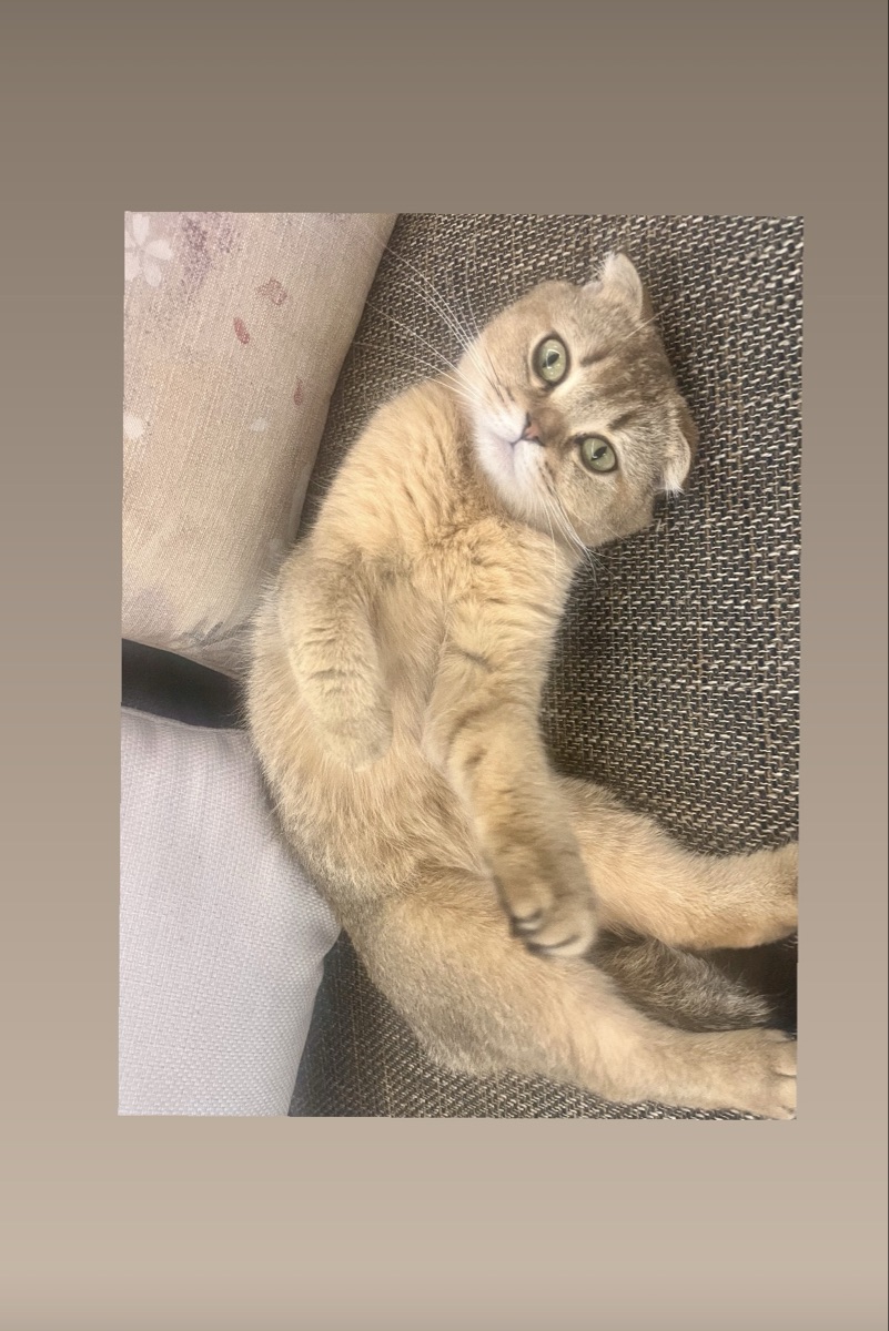 Scottish fold female - Image 2