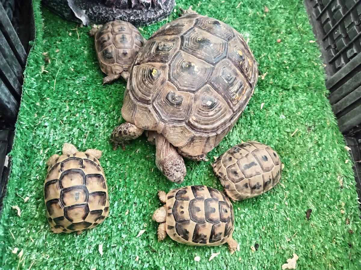 Turtle - Image 2