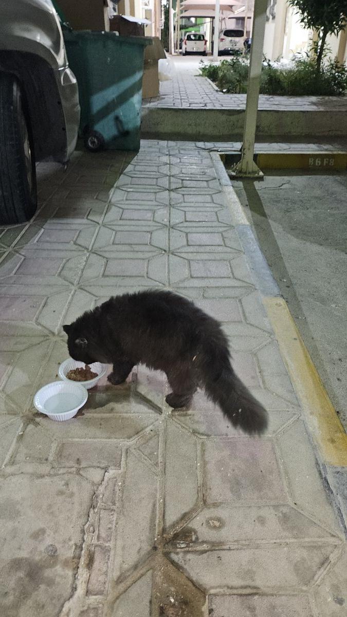 Cat , Black beautiful and fluffy - Image 5