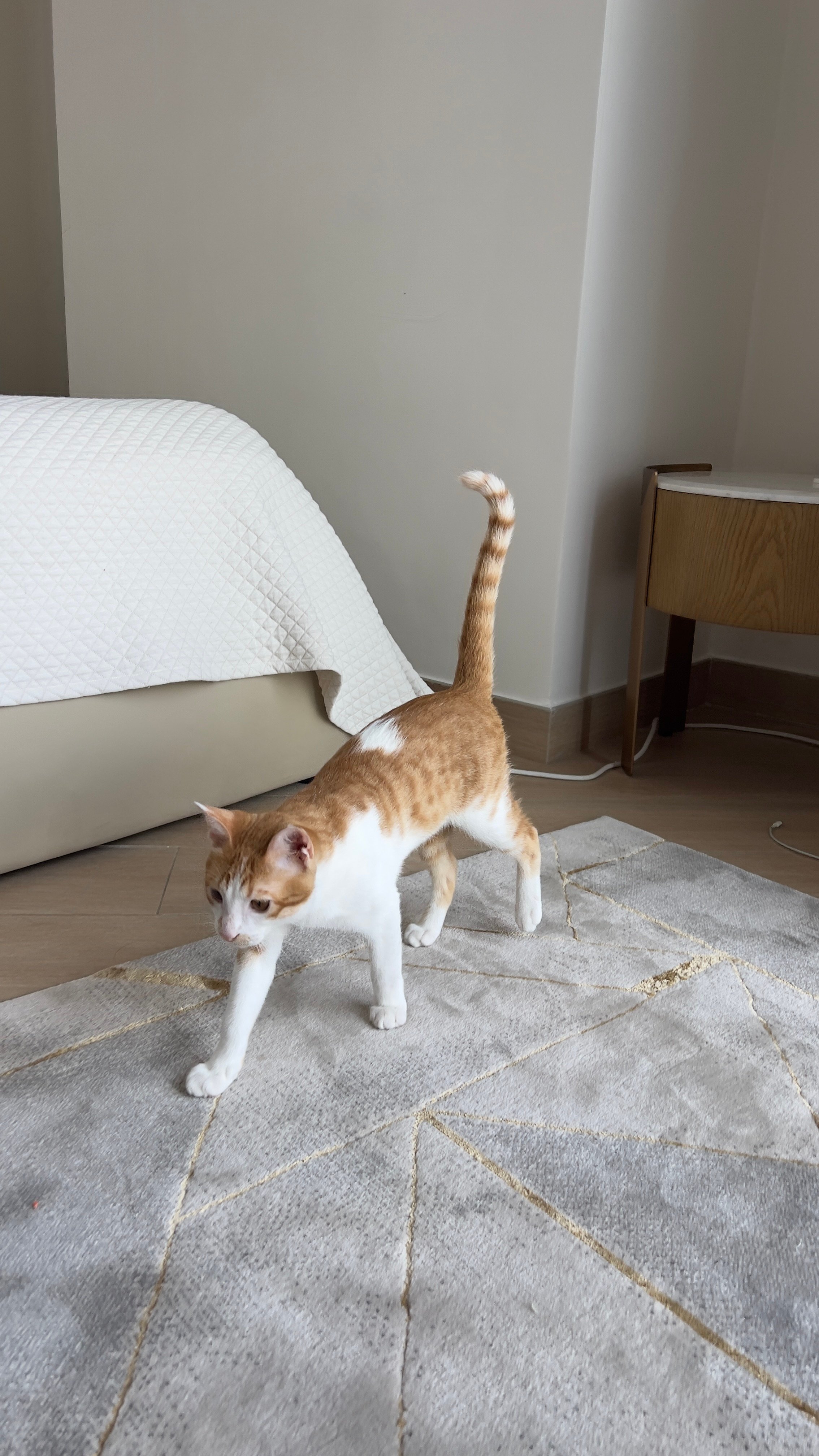 Kitten for Adoption - Image 2