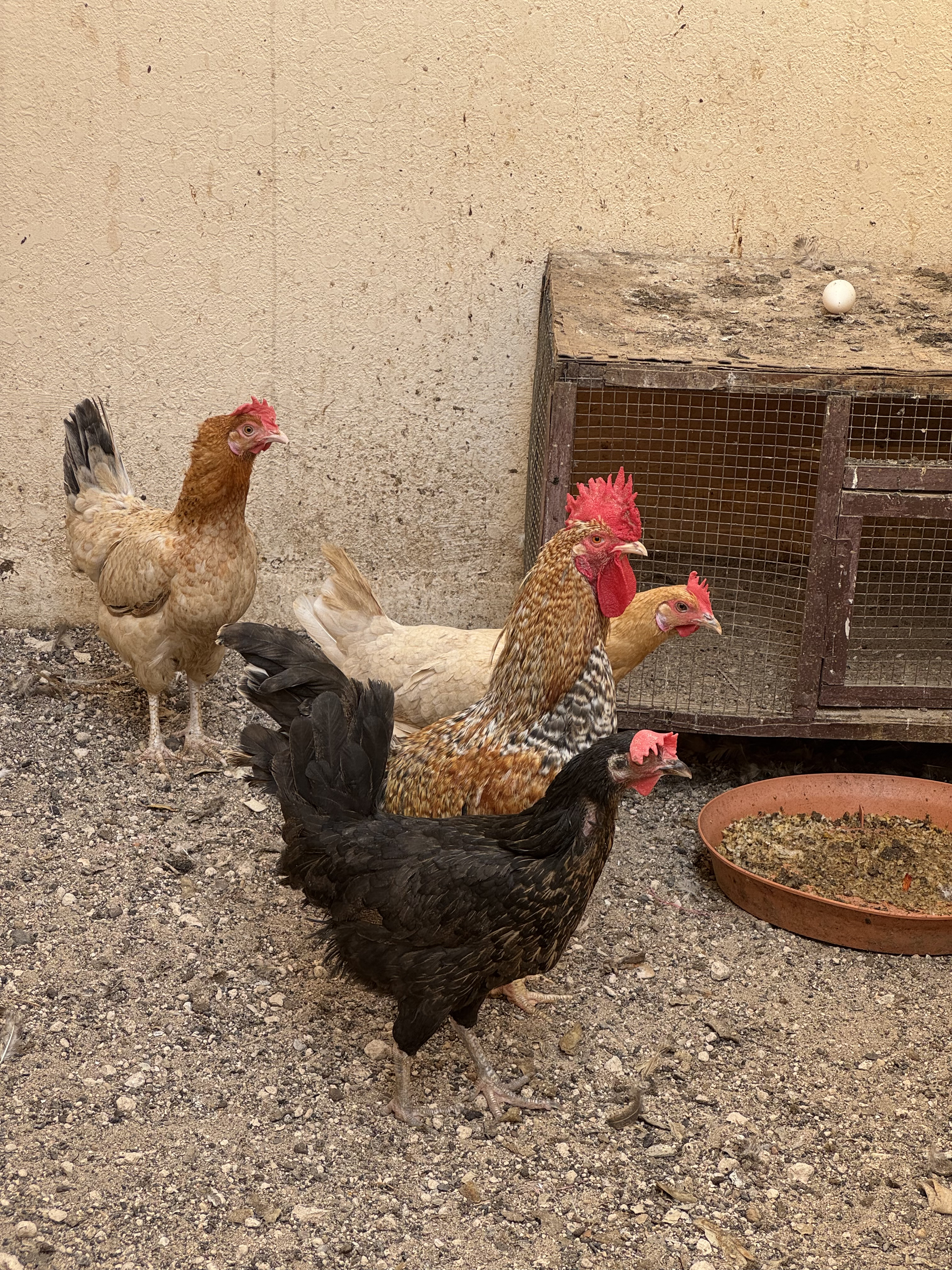 4 Chickens for 150 Qar- Egg laying  - Image 2