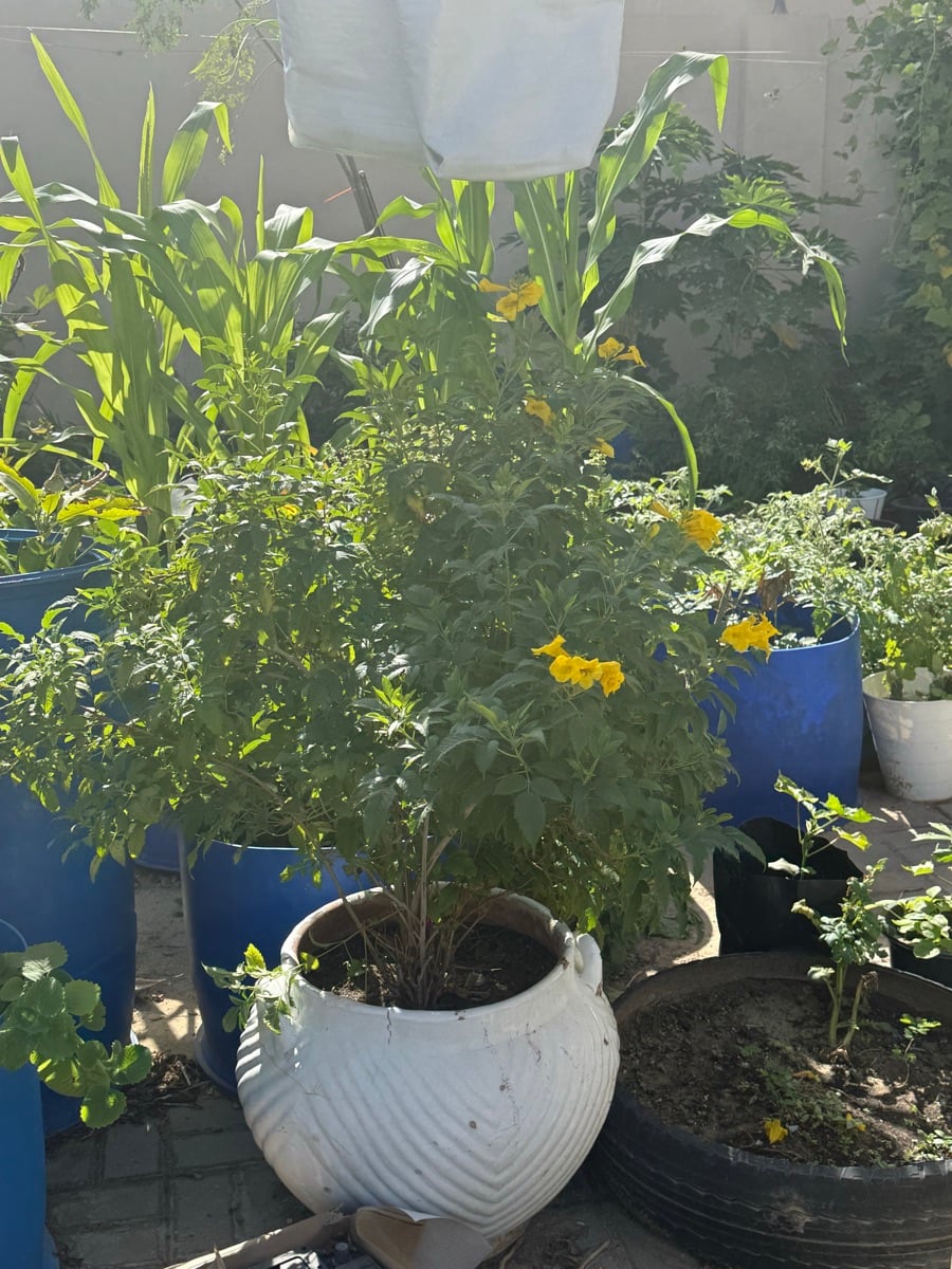 Plants - Image 9
