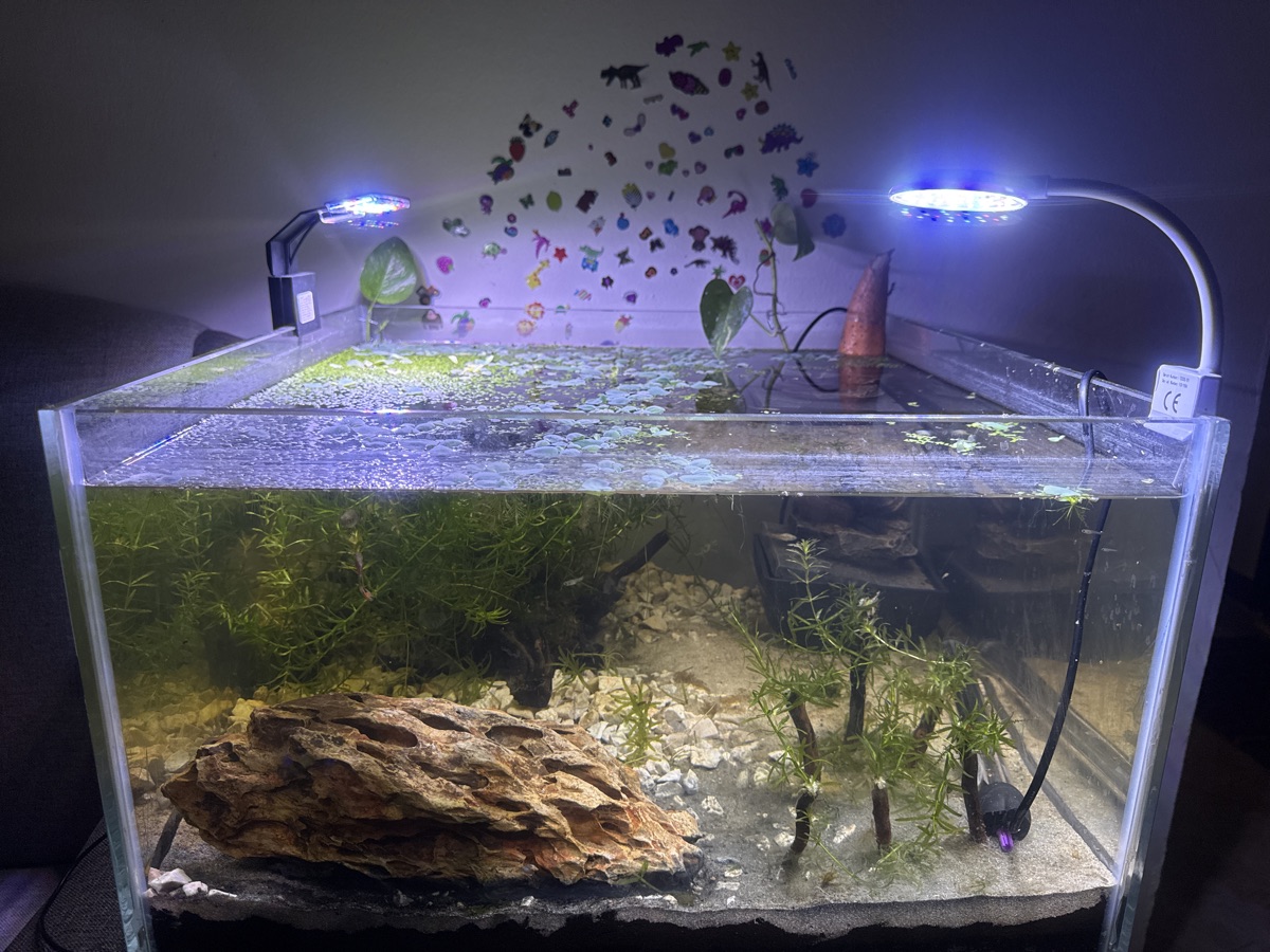 Planted aquarium setup beach theme - Image 1