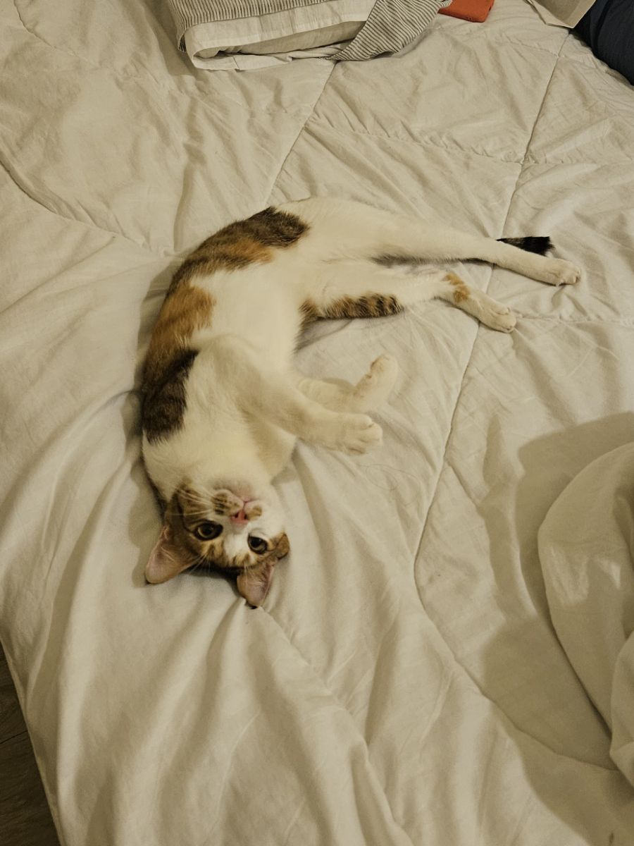 FREE URGENT: female cat for adoption - Image 4