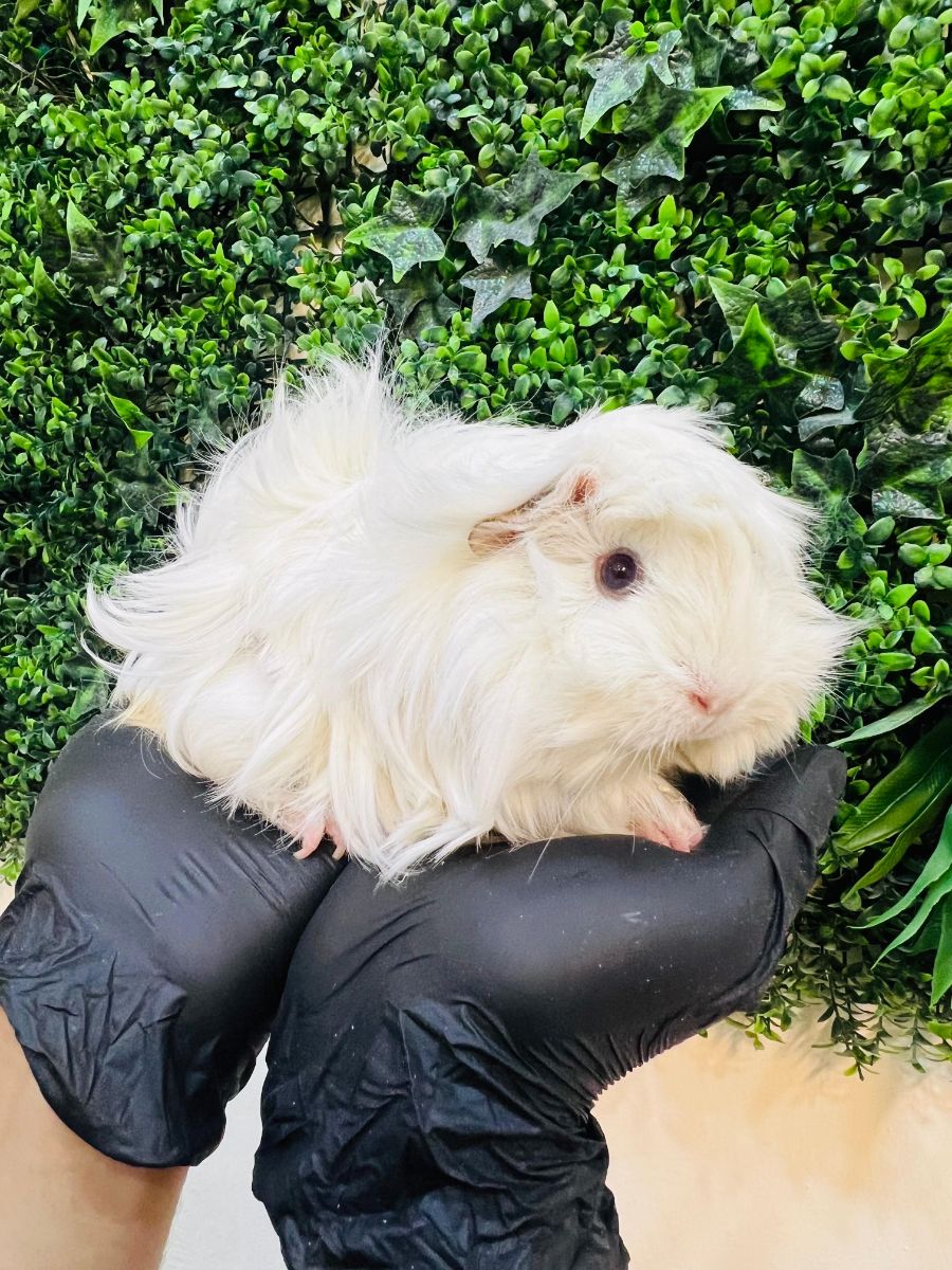 Adorable Long-Haired Guinea Pigs | خنازير غينيا جميلة طويلة الشعر للبيع – ألوان مختلفة! - Image 7