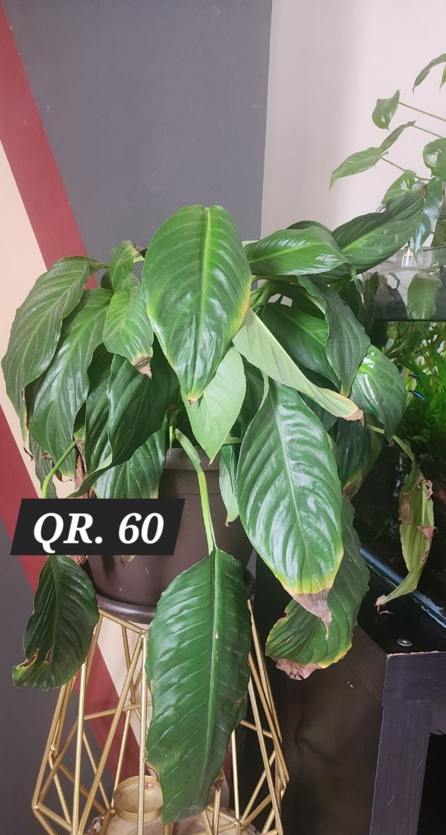 Plants for sale - Image 3