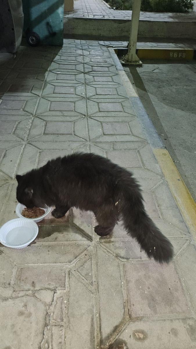 Cat , Black beautiful and fluffy - Image 3