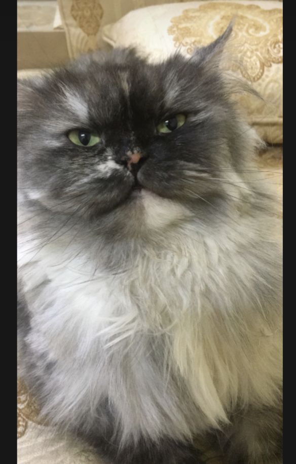 Siberian female cat with greenish hazel eyes - Image 7