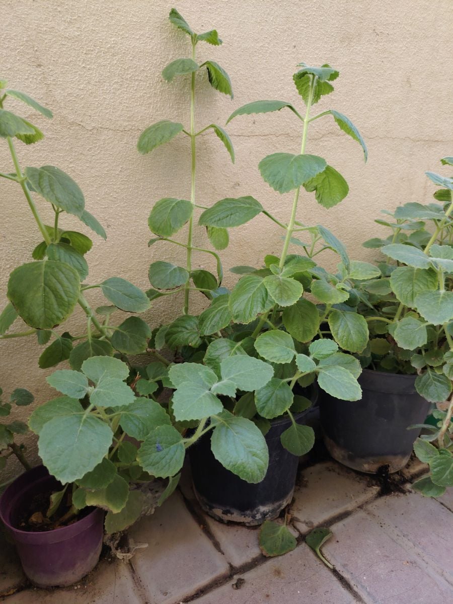 Healthy ajwain plants for sale - Image 3