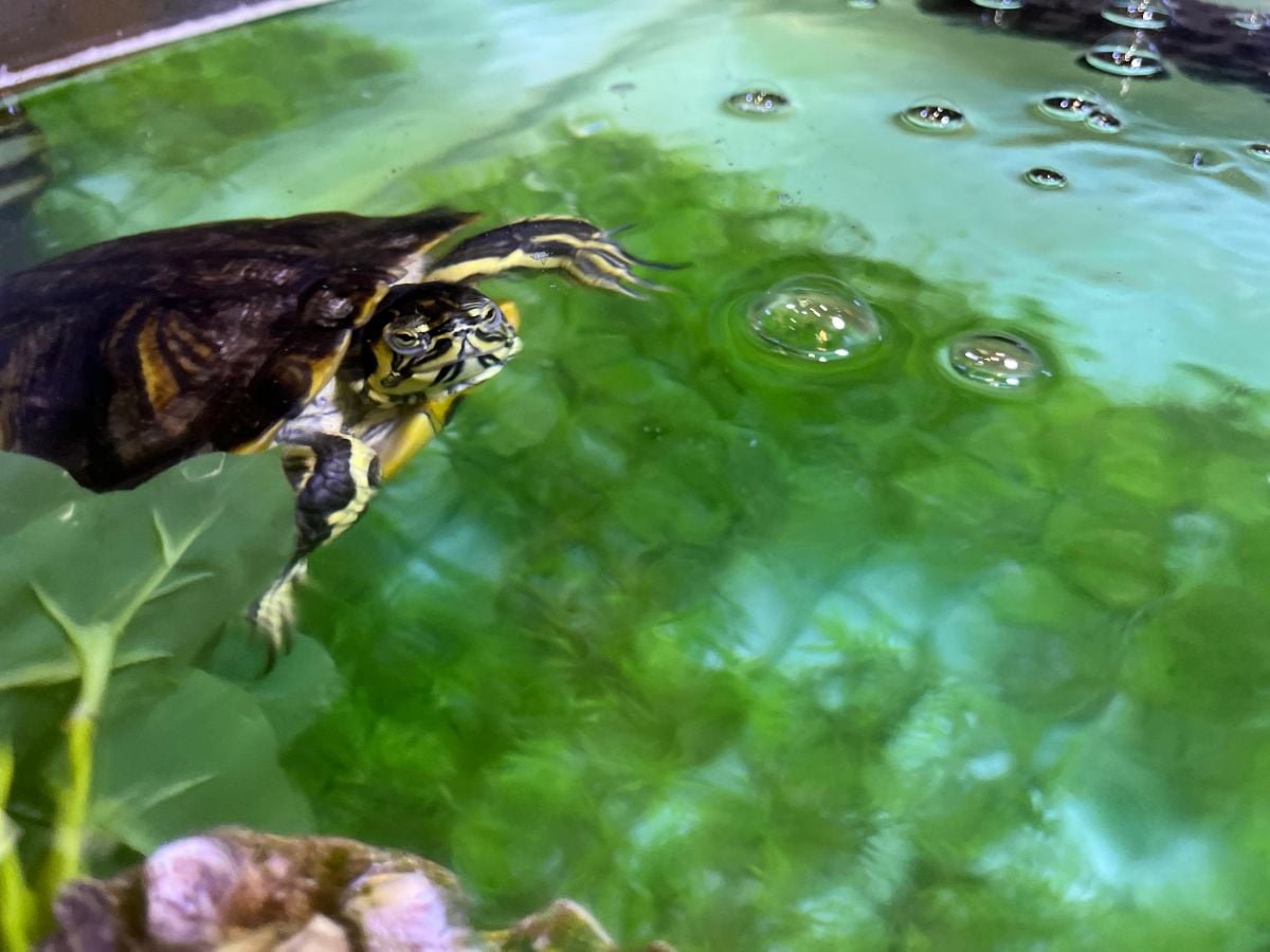 Freshwater Turtle - Image 3