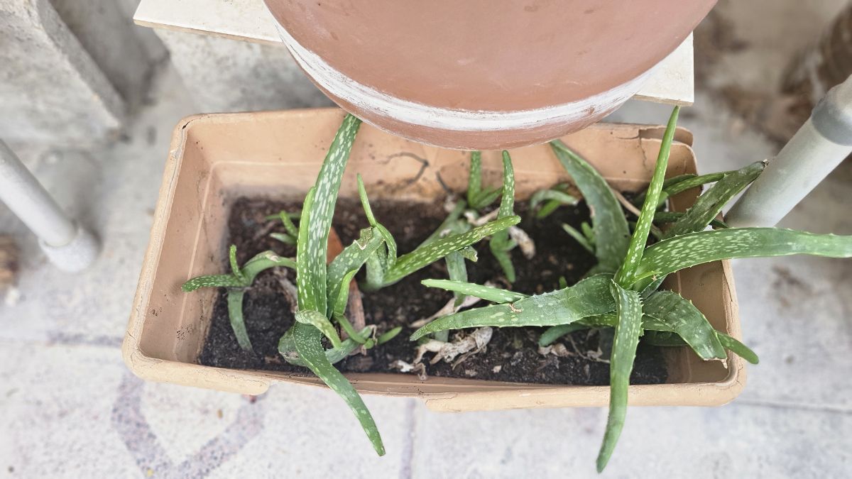 Aloe Vera Plant - Image 7